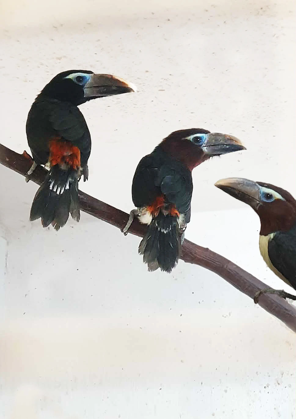 Pteroglossus viridis