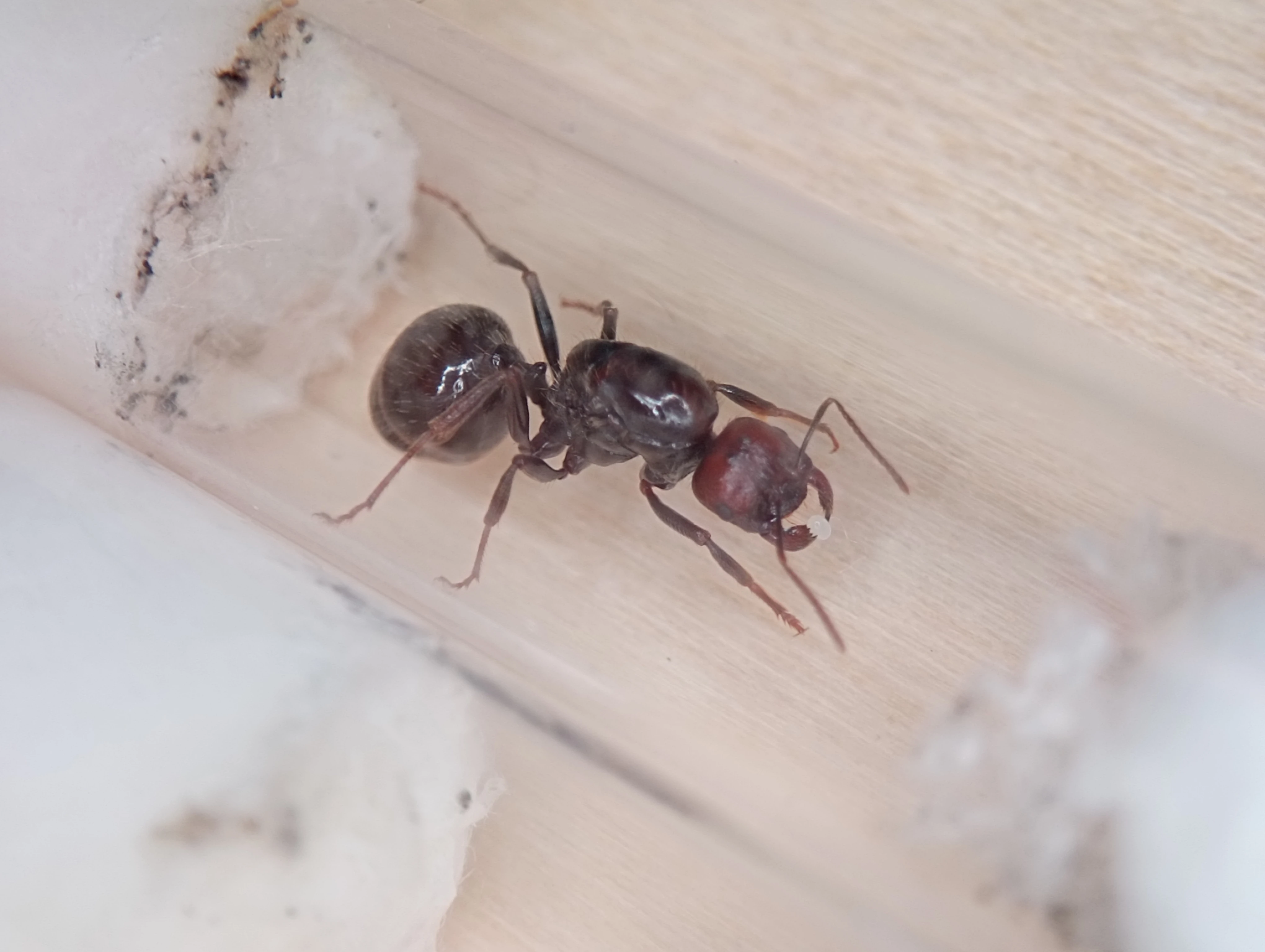 Mravenec zrnojed (Messor barbarus)