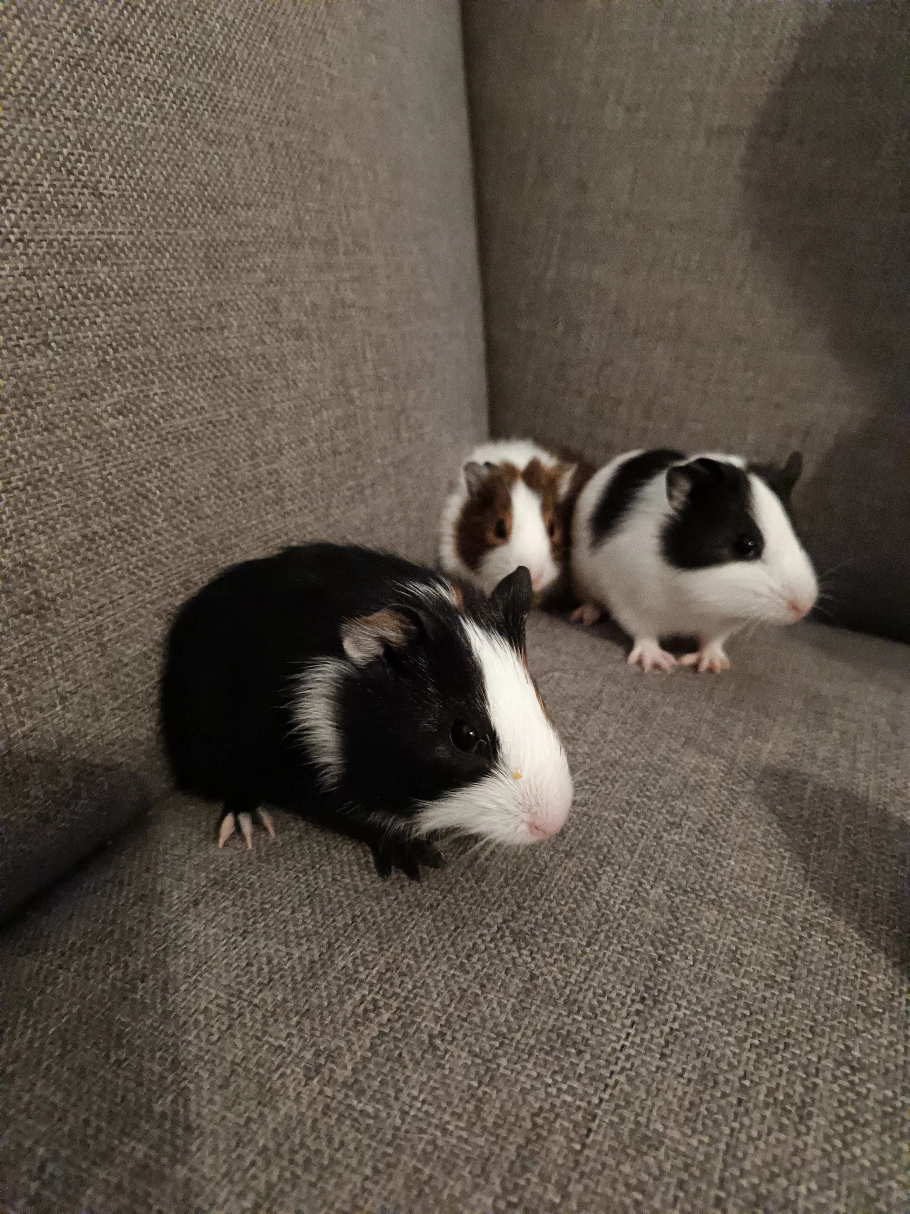 Morčata hladkosrstá