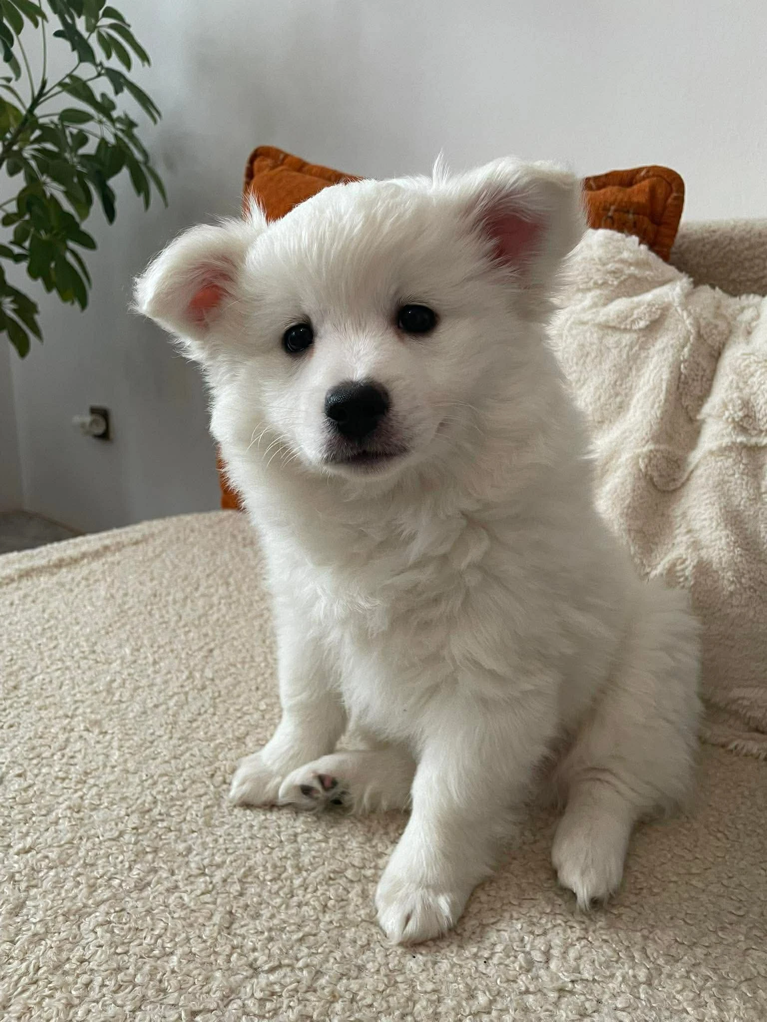 Štěně německého špice středního