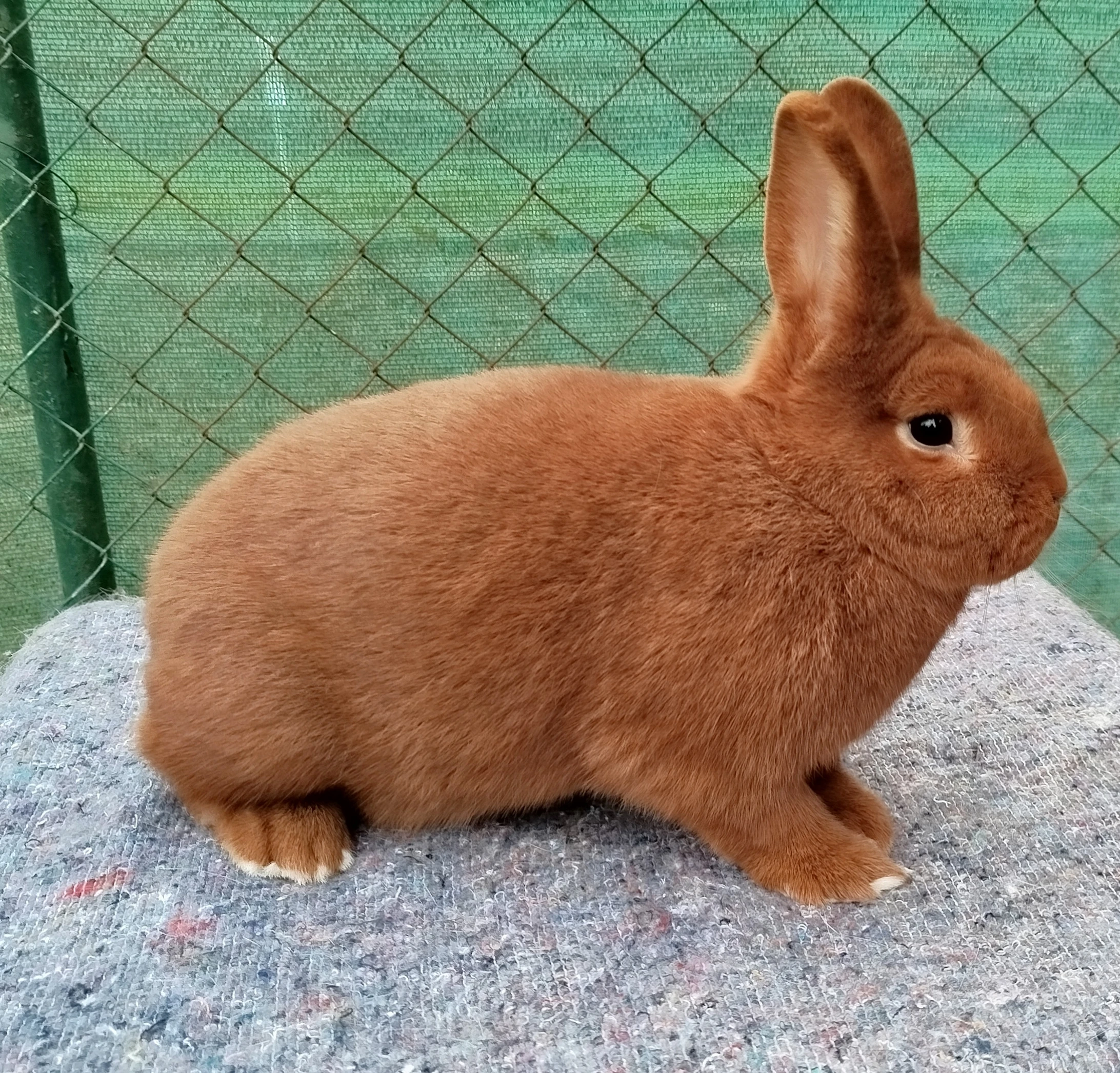 Prodám samce i samice novozélandský červený