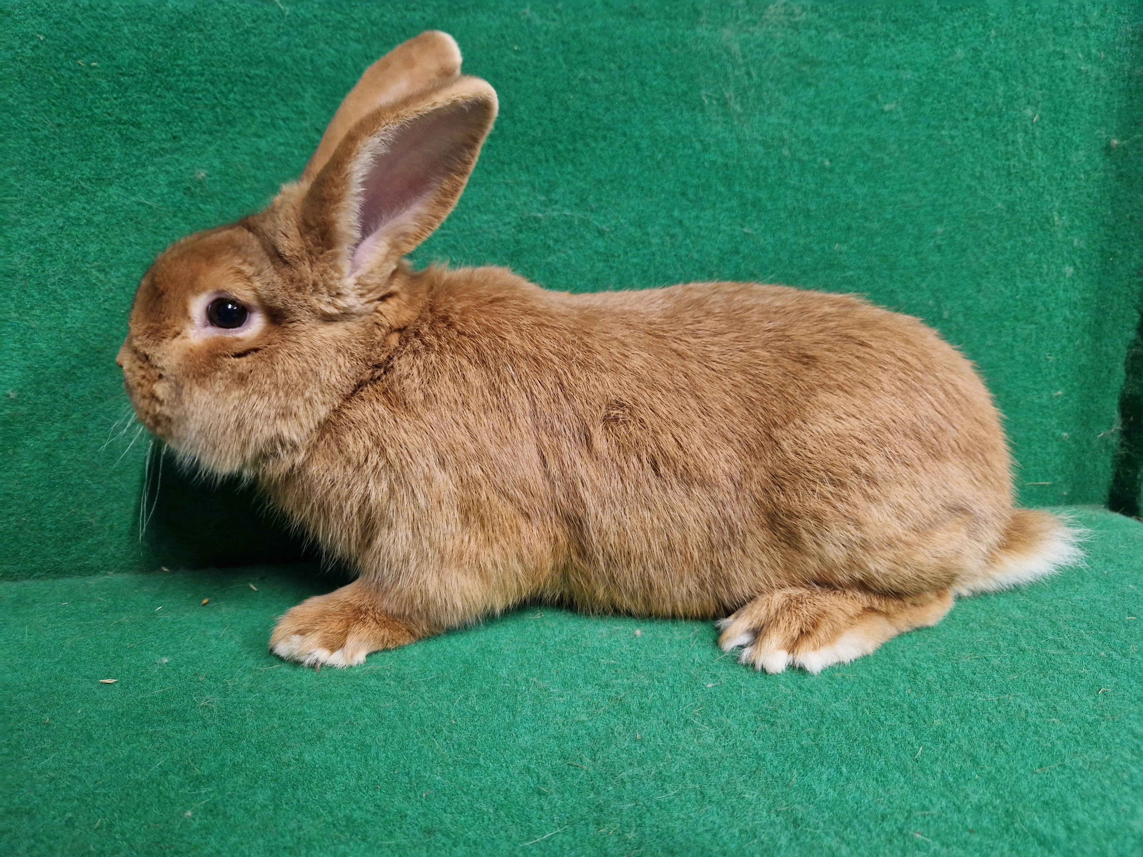 Meklenburský strakáč kominik