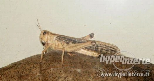 Kvalitní krmný hmyz - široký sortiment - rozvoz zdarma