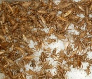 Kvalitní krmný hmyz - široký sortiment - rozvoz zdarma