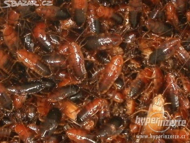 Kvalitní krmný hmyz - široký sortiment - rozvoz zdarma