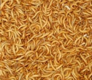 Kvalitní krmný hmyz - široký sortiment - rozvoz zdarma