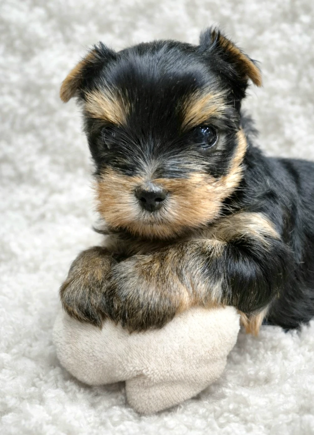 Jorkšírský terier, štěňátka s PP FCI