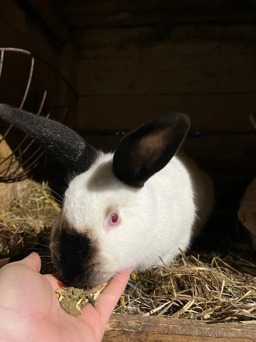 Kalifornský chovná skupina