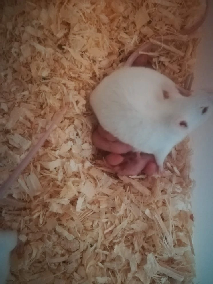 Myš bílá laboratorní