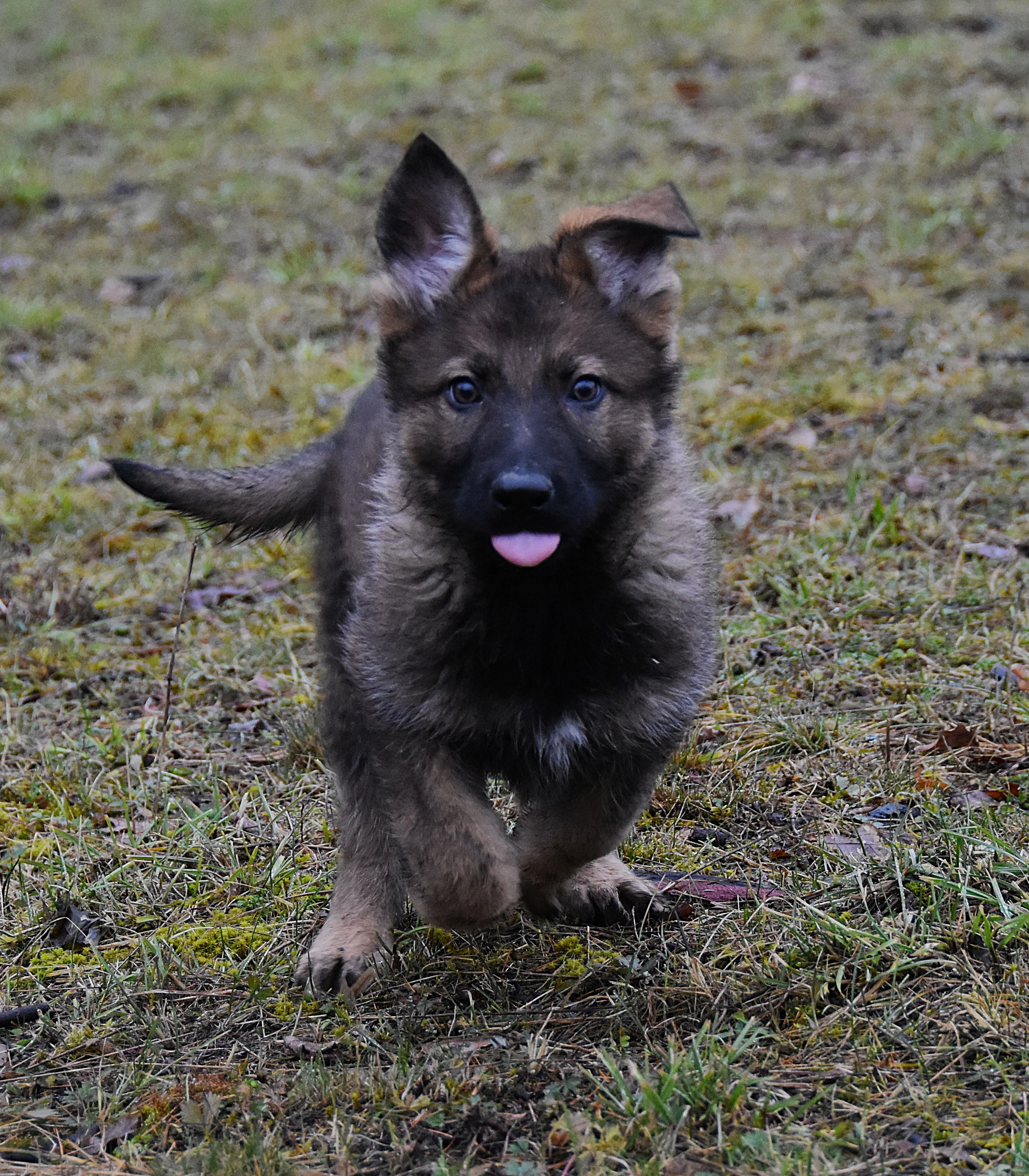 Německý ovčák s PP