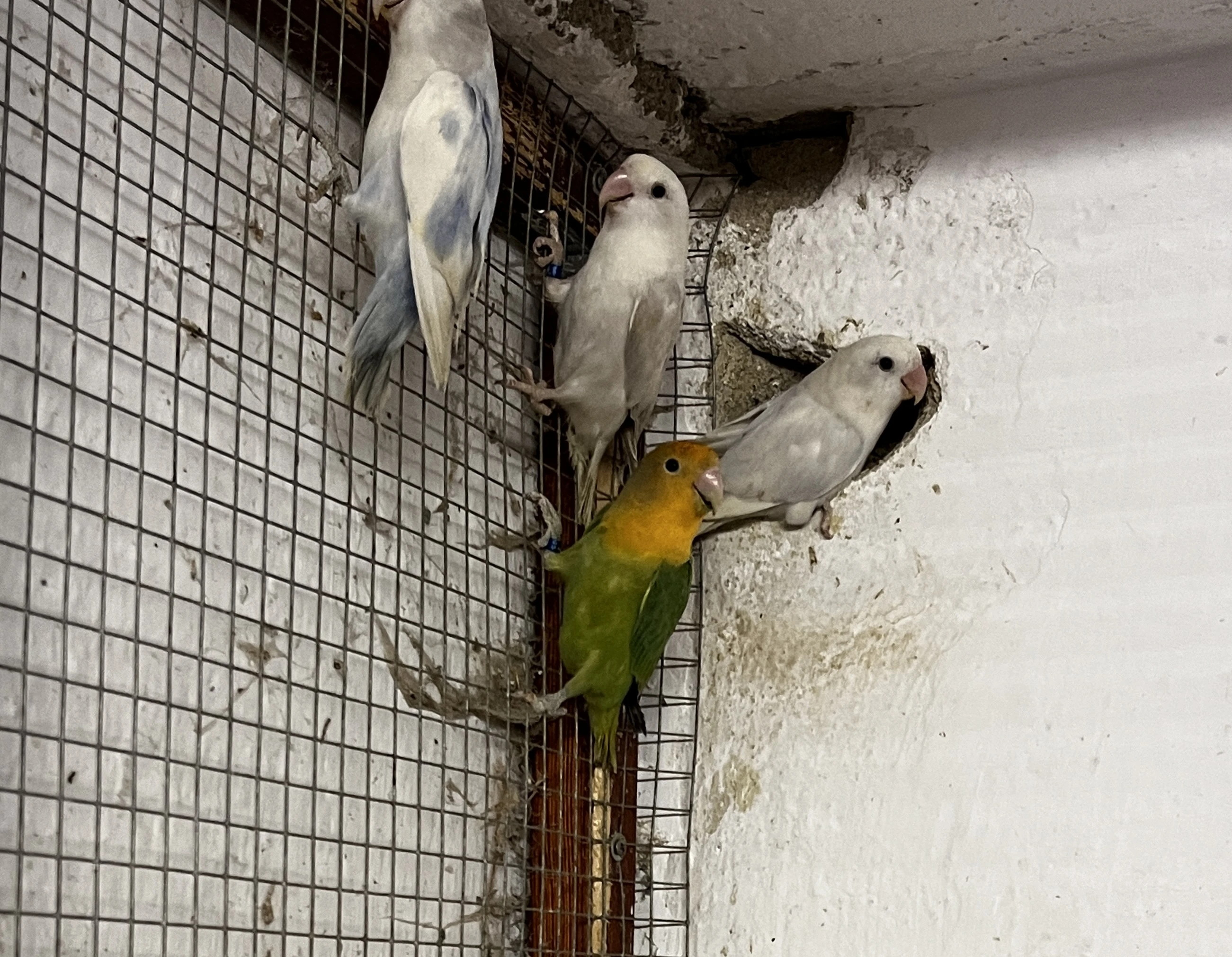 Agapornis růžohrdlý 2025