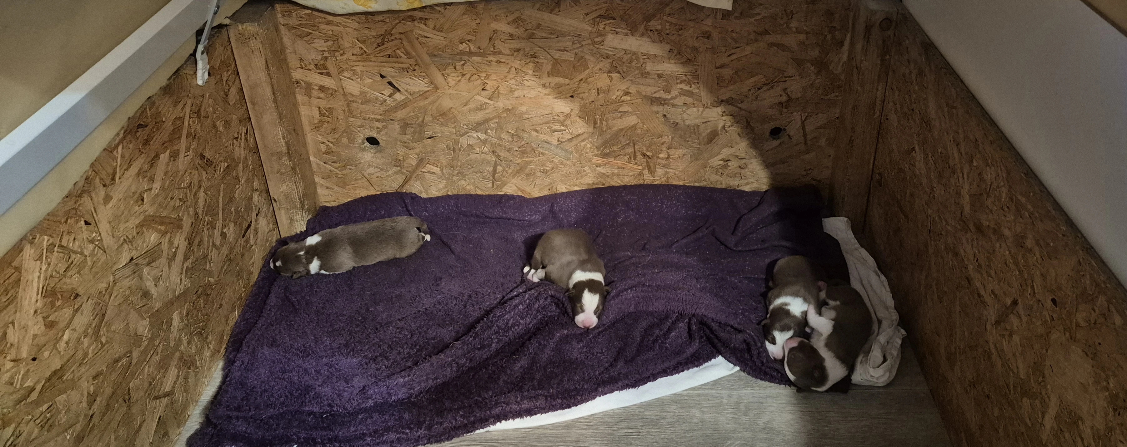 Border kolie štěňátka