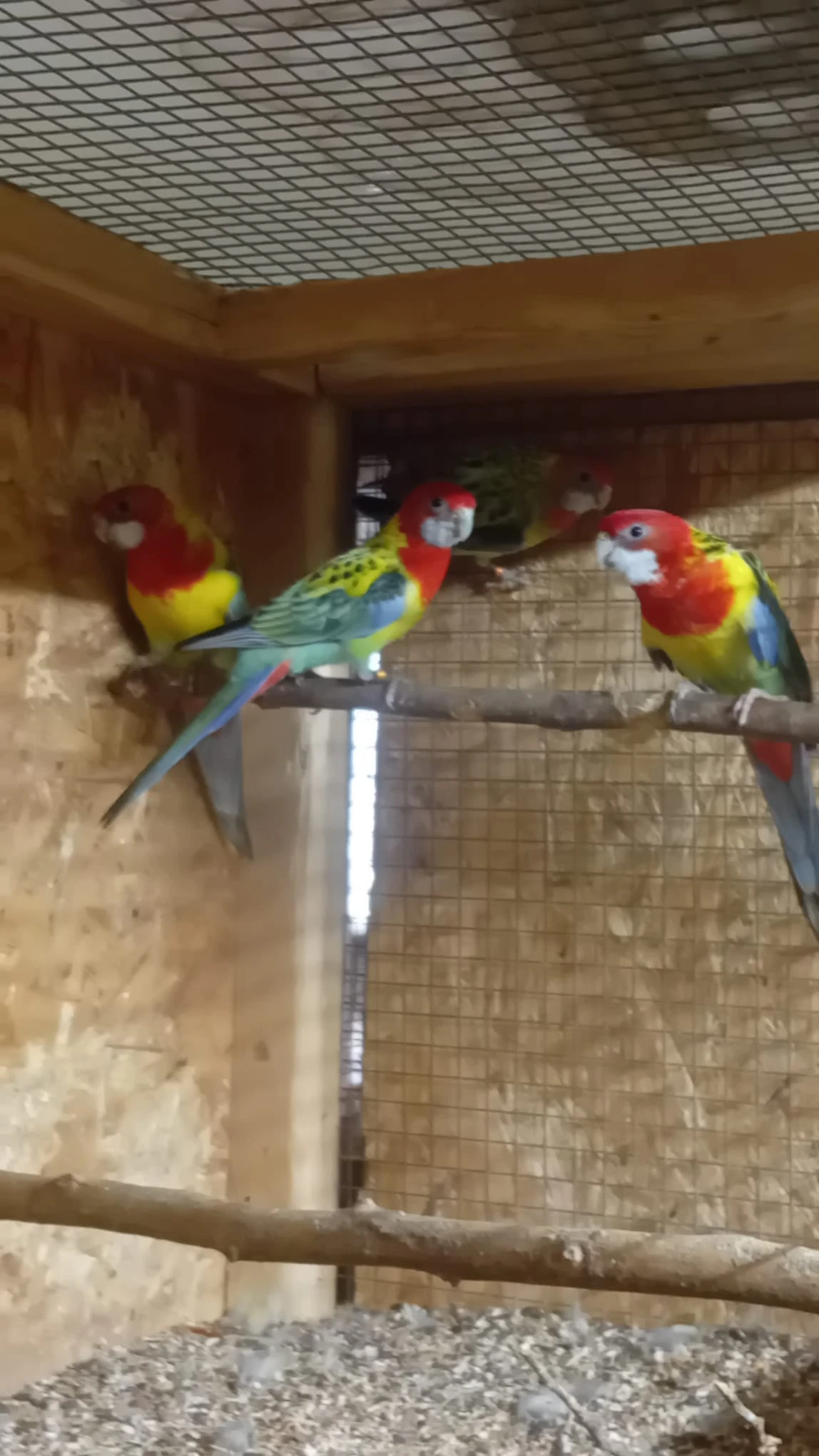 Prodám z mého odchovu papoušků za rok 25