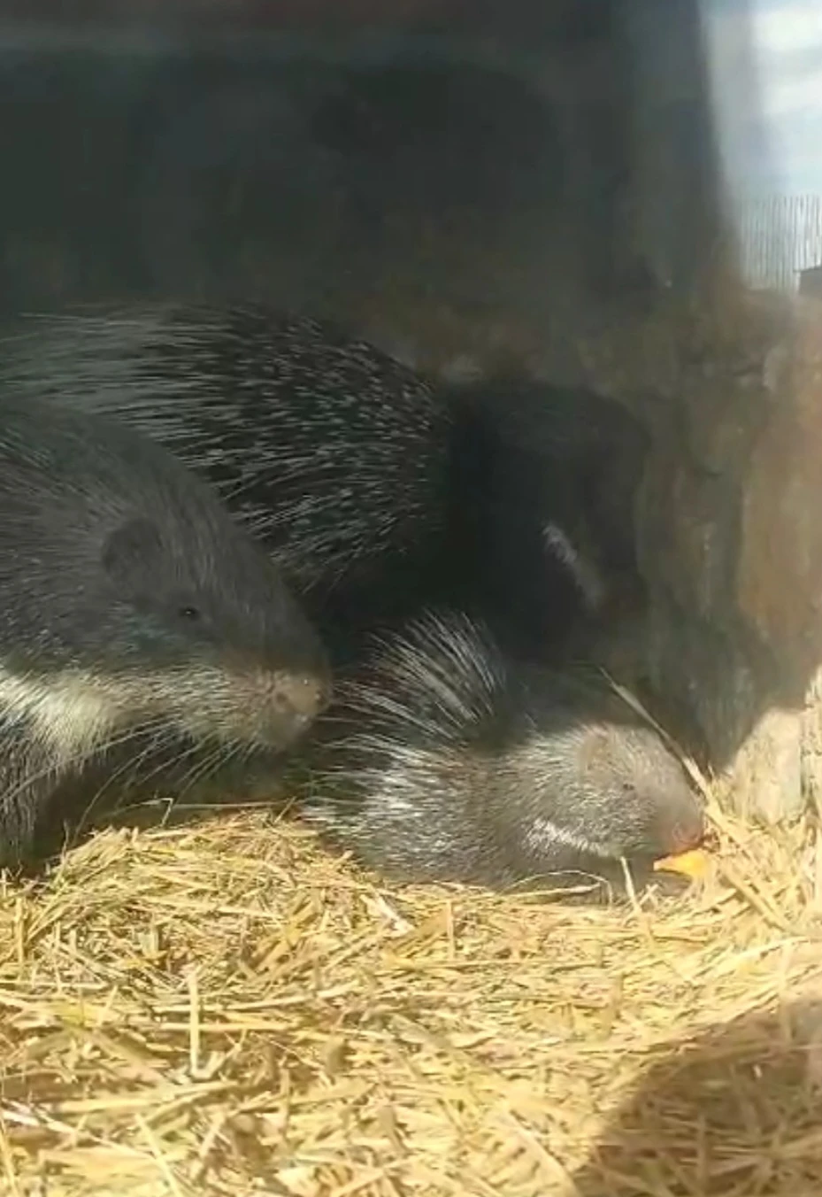 Dikobraz srstnatonosý