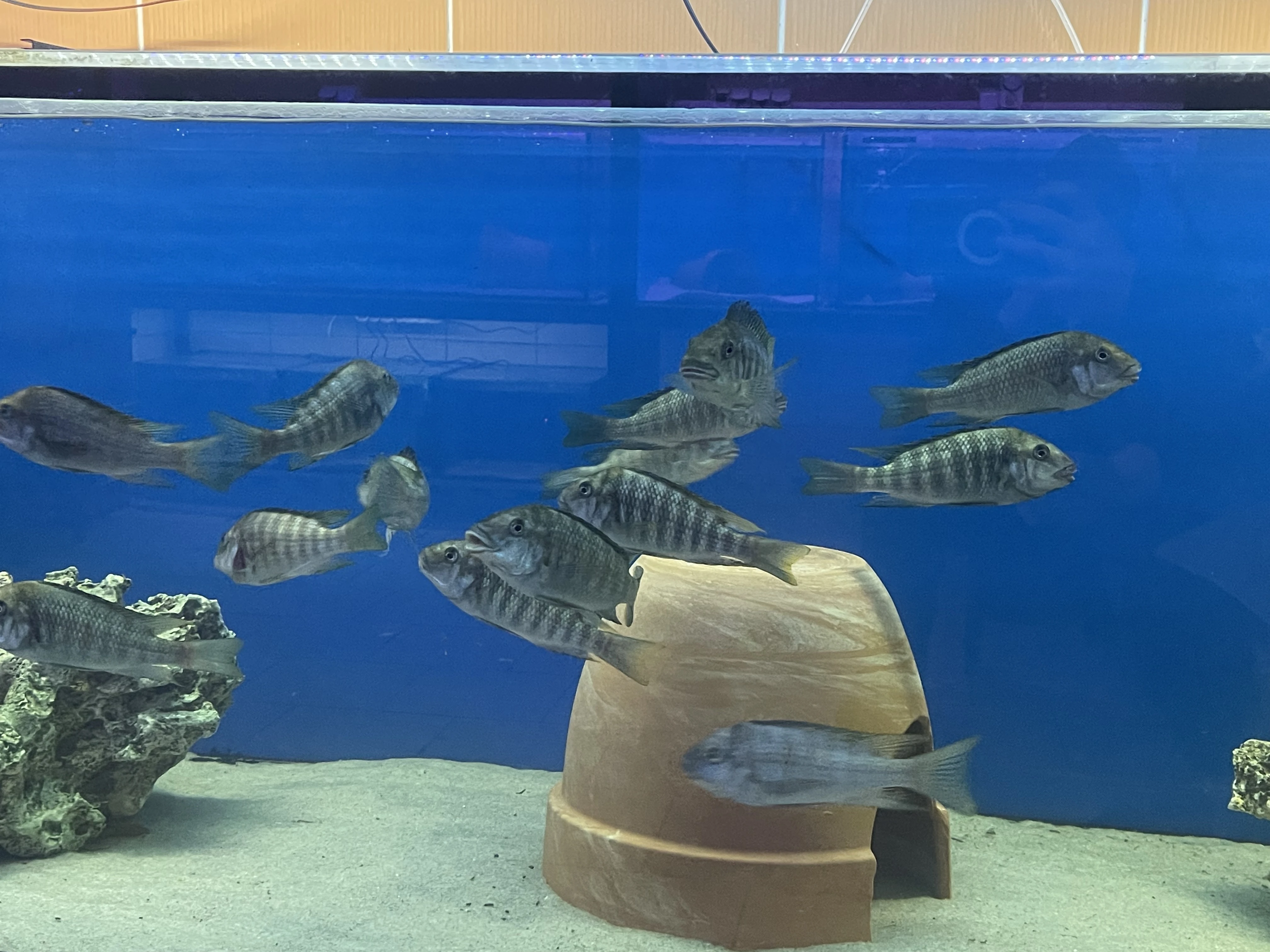 Petrochromis kazumbe sp. Cape cabogo