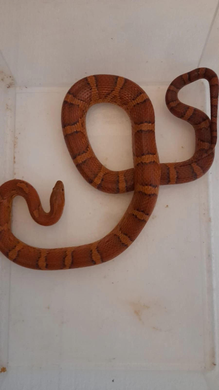 Levně prodám užovky červené – mladí jedinci, chovný pár