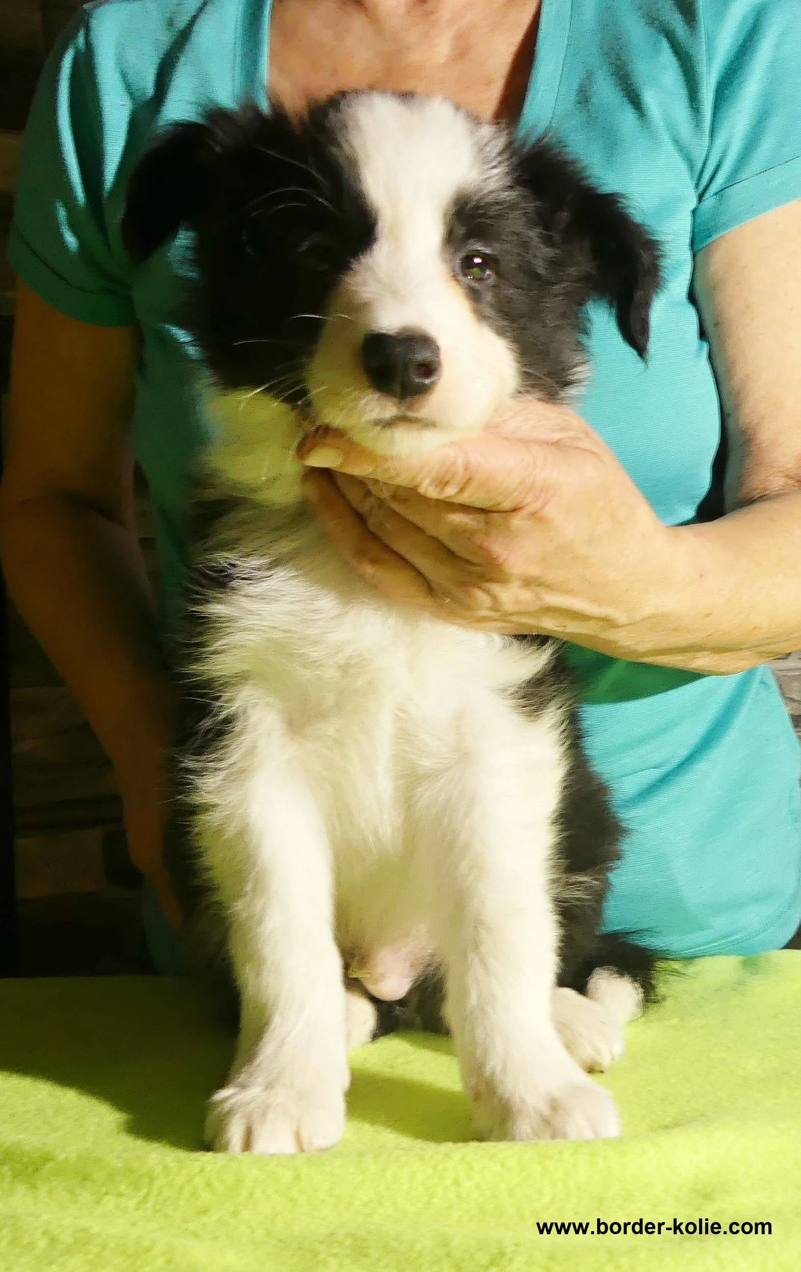 Černobílý pejsek border kolie s PP