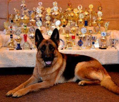 Německý ovčák s PP