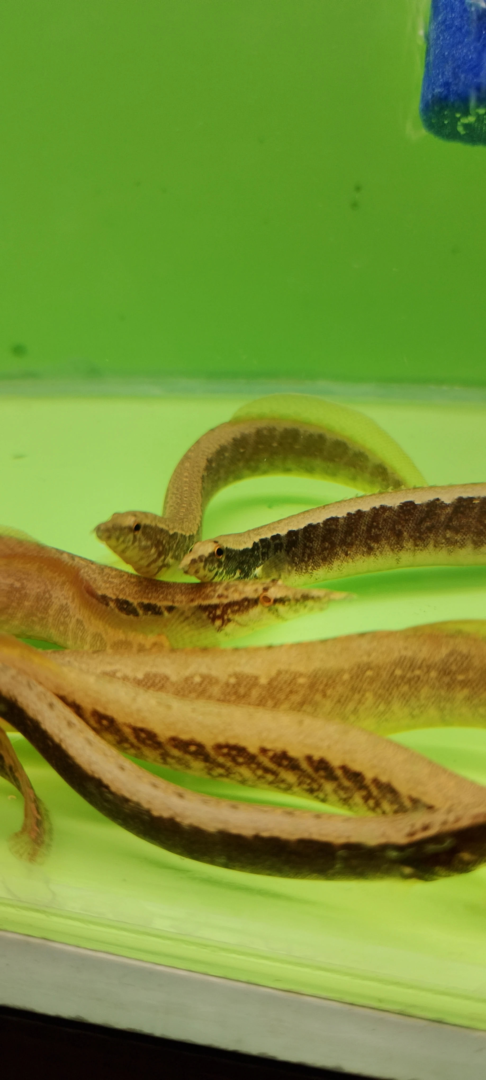 Hrotočelec prstenčitý