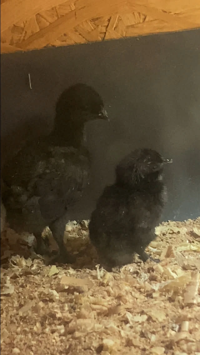 Kuřata Ayam Cemani
