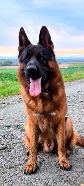 Německý ovčák štěňata sPP supr kup