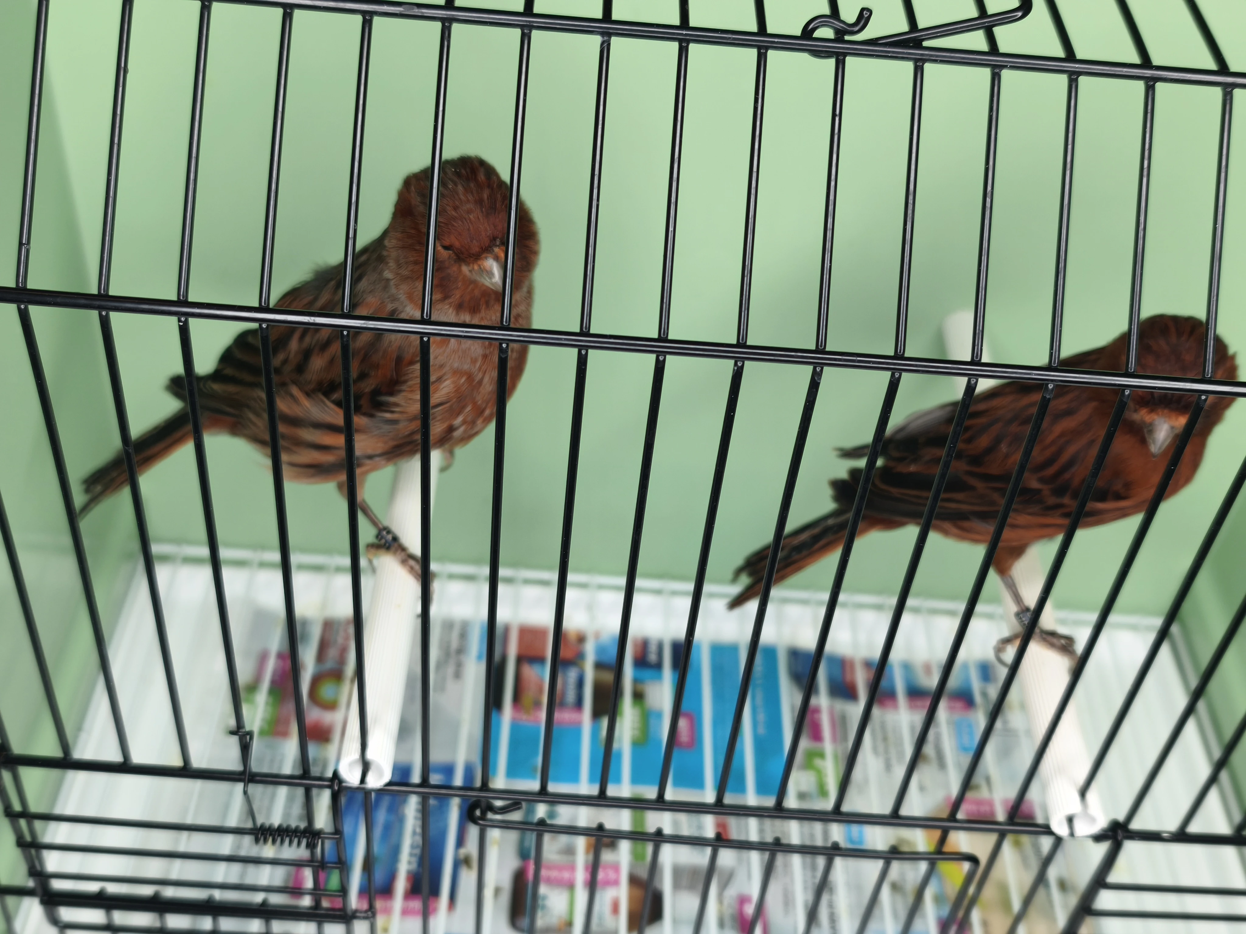 Kanár červeno černý kobalt