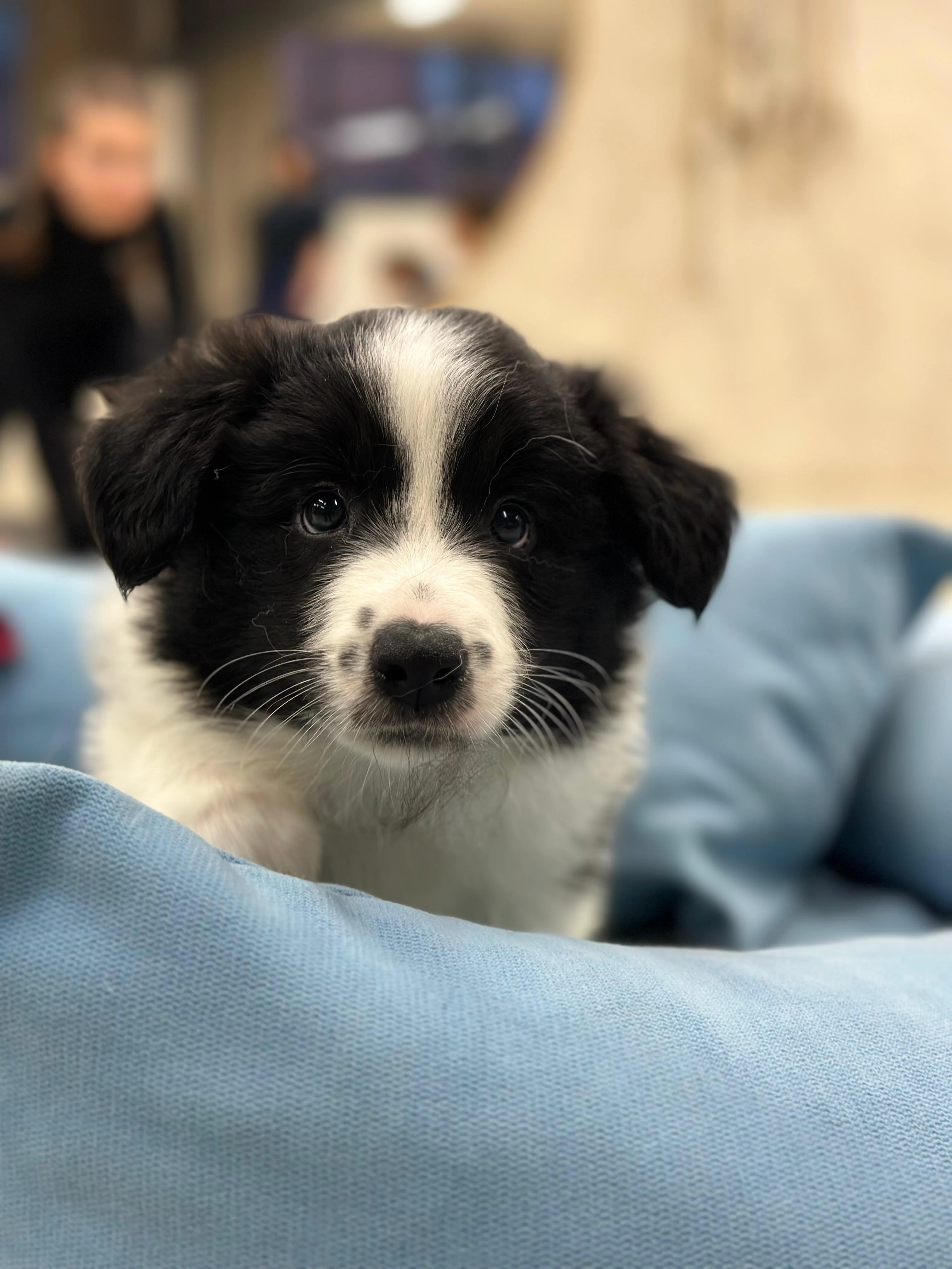 Pejsek Border kolie s PP