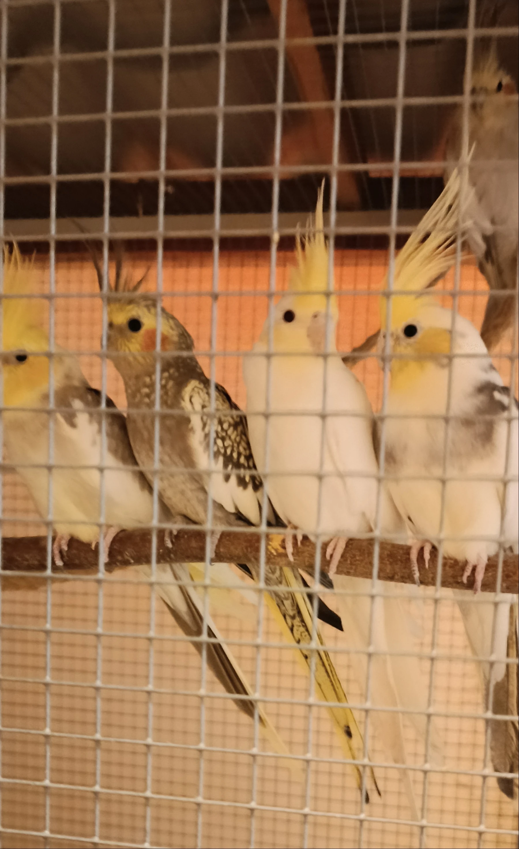 Loňského samce korely