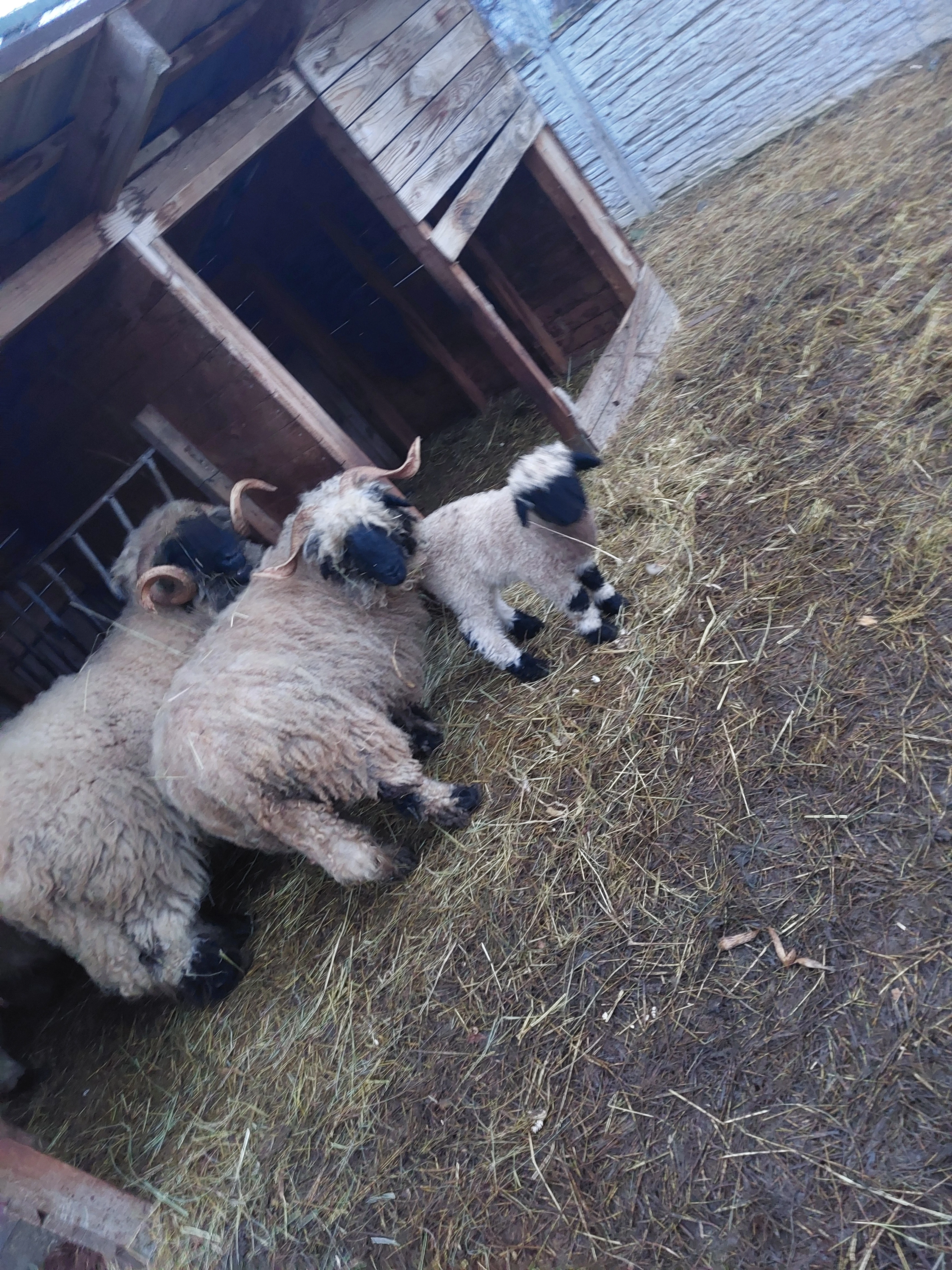 Walliserská ovce - beránek