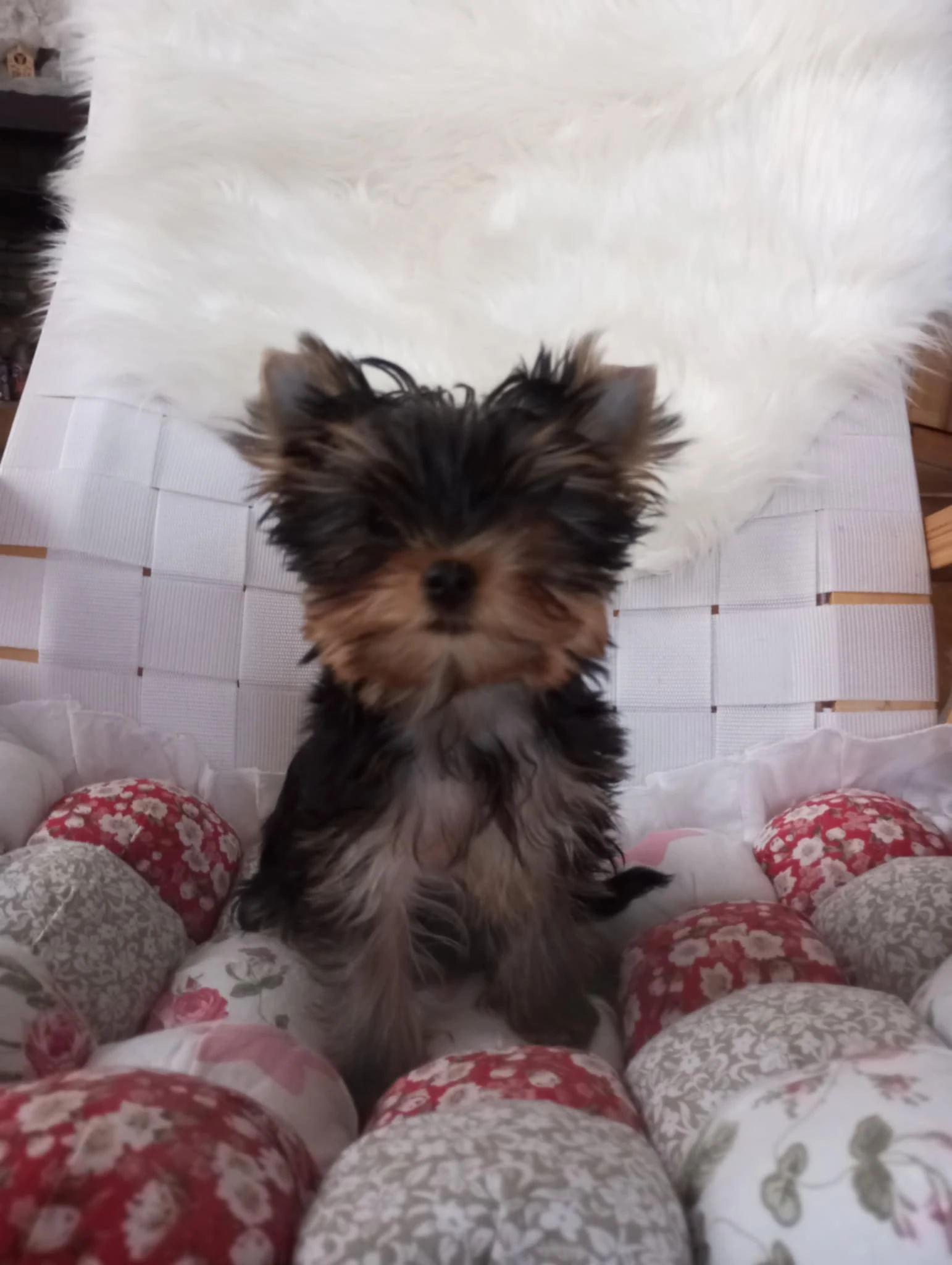 Jorkšírský teriér s PP FCI