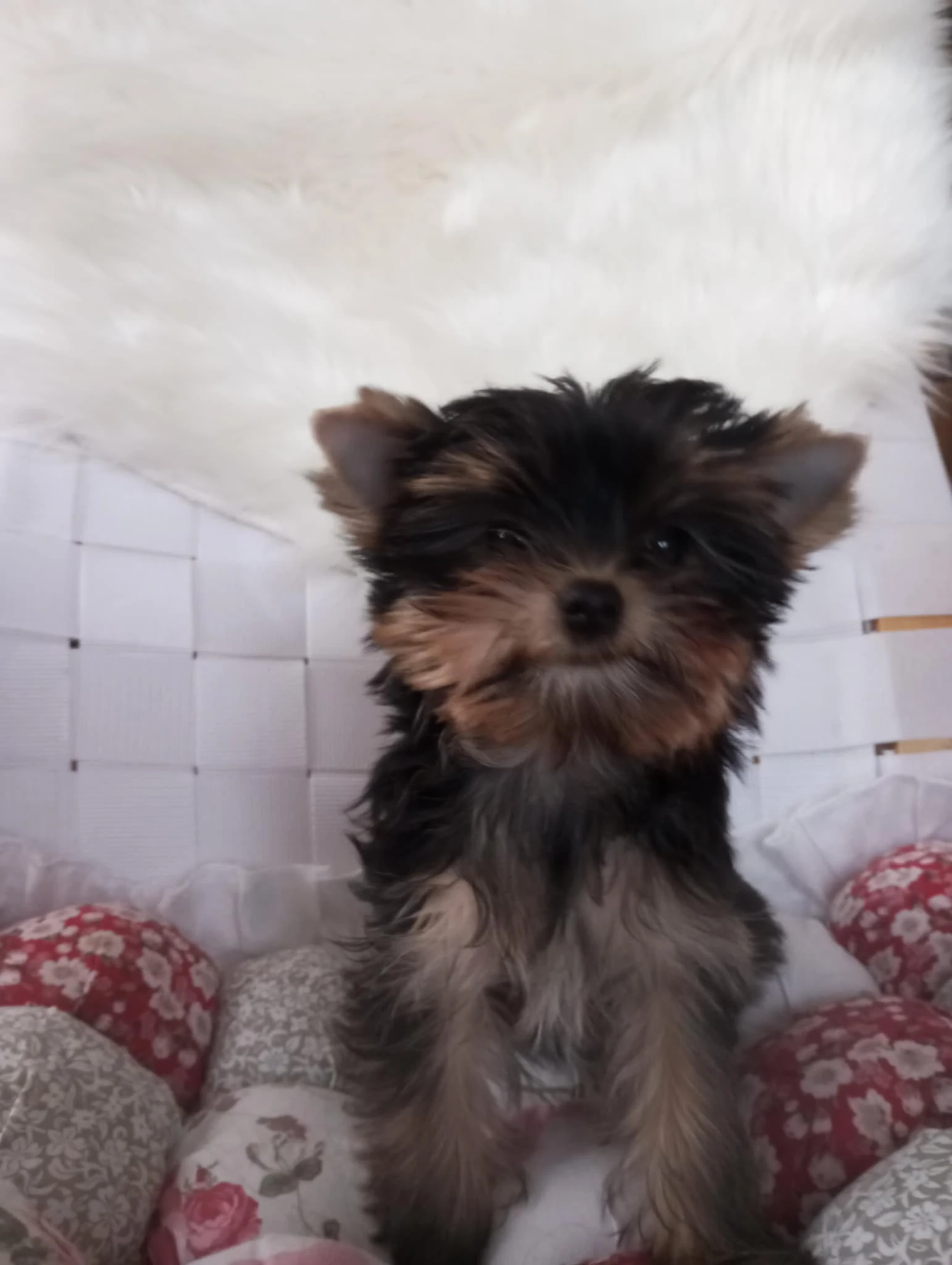 Jorkšírský teriér s PP FCI