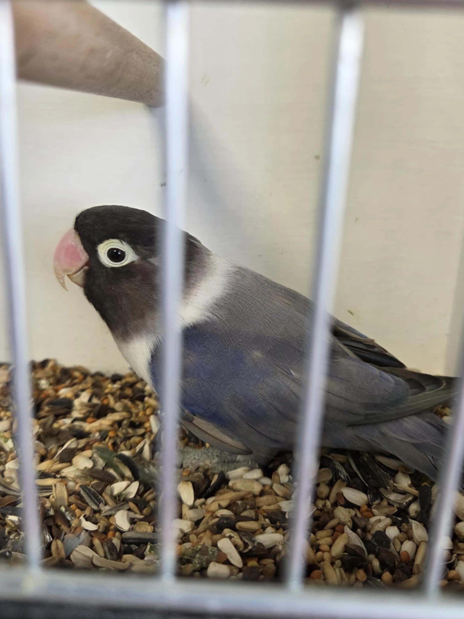 Agapronis škraboškový (Agapornis personatus)