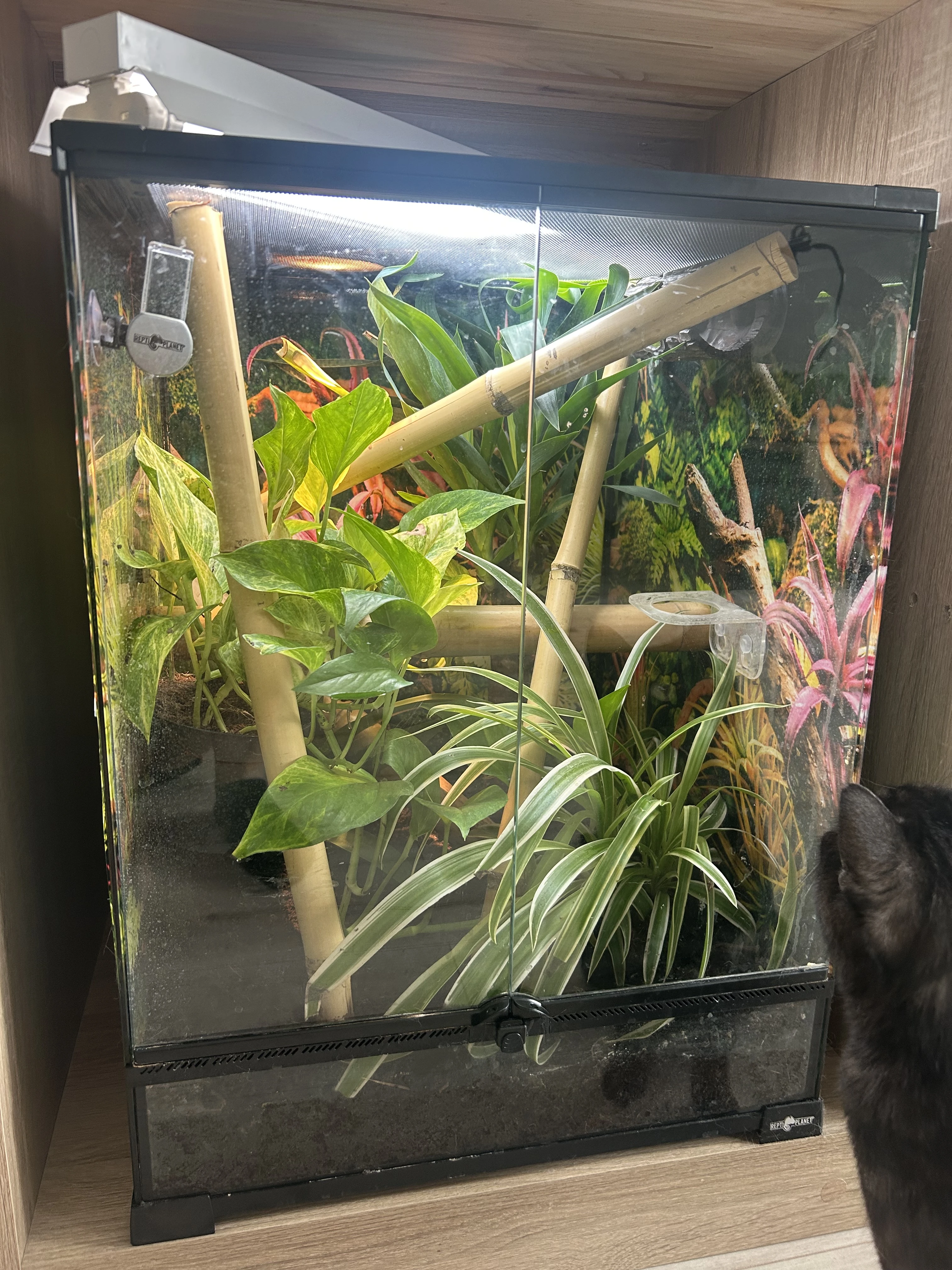 Prodám phelsumu grandis s vybavením