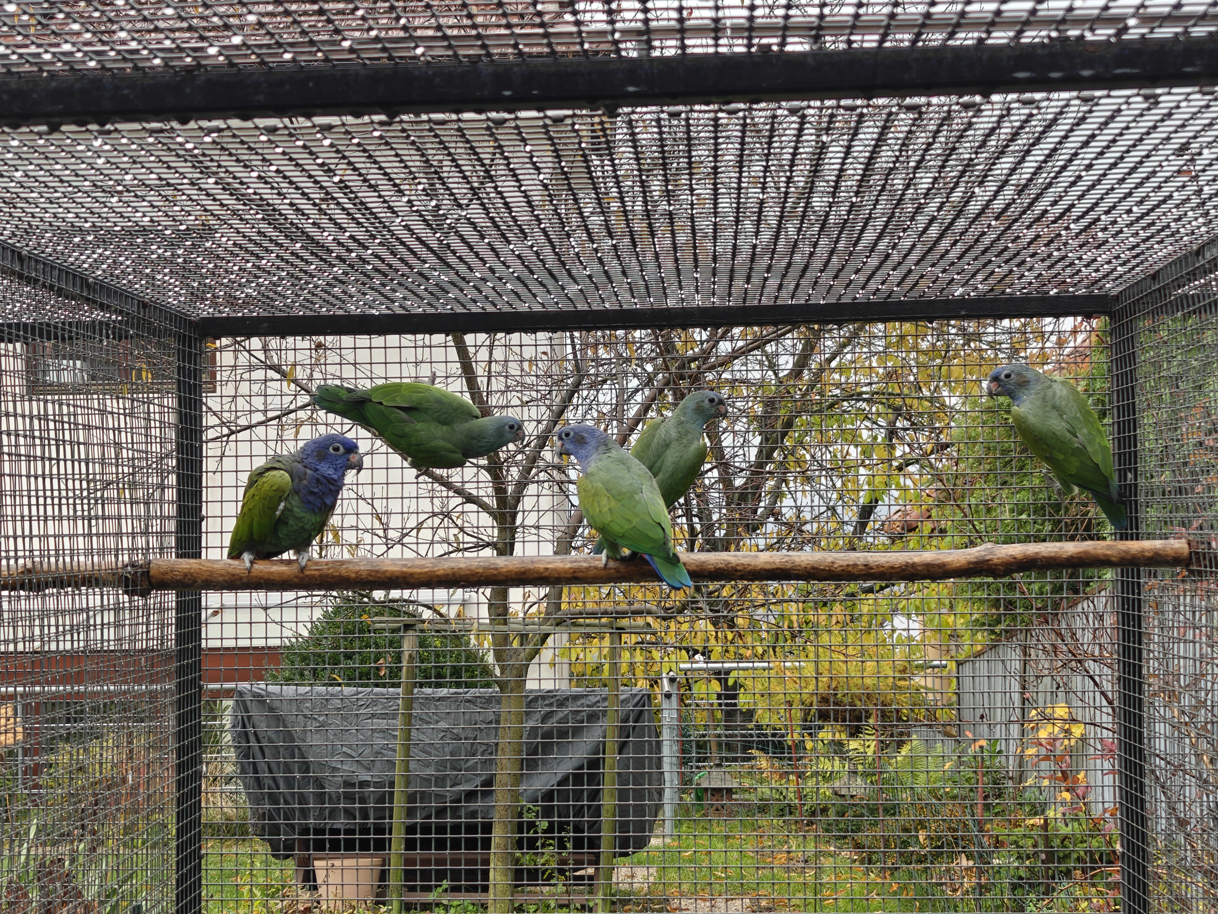 0,3 Amazonek modrohlavý,