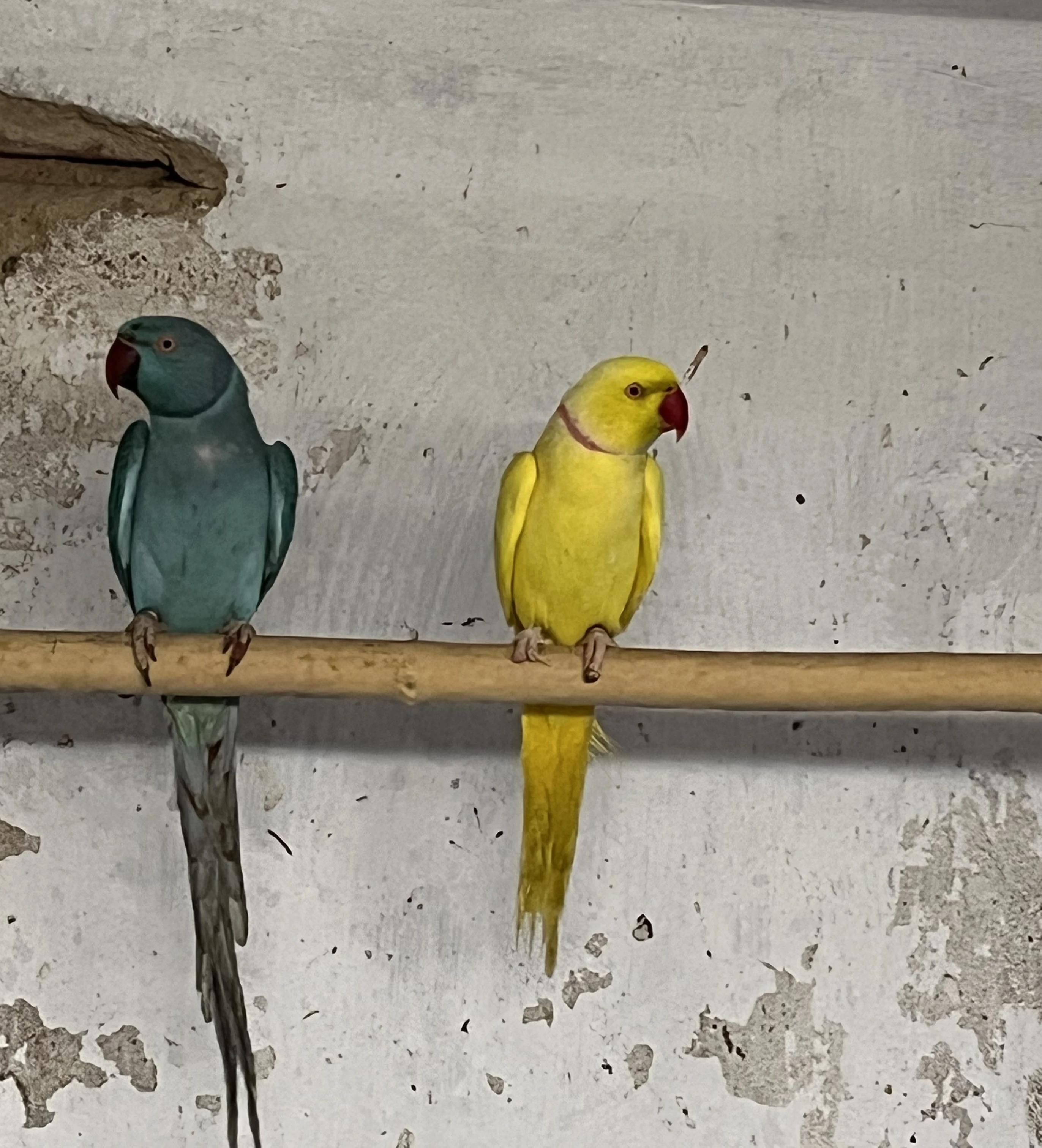 Alexandr malý - rok 20