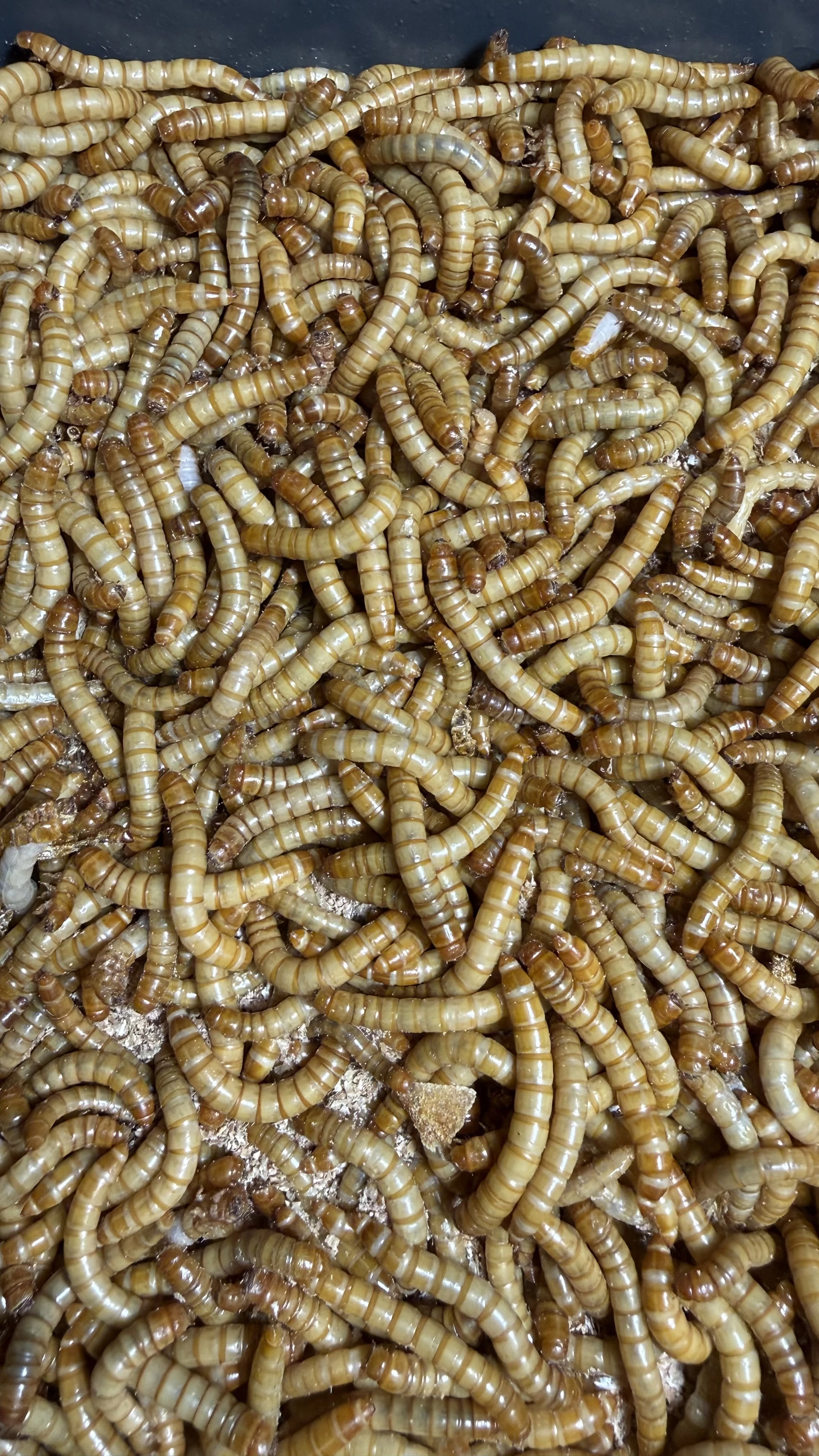 Mouční červy - moučný červ živé/sušené