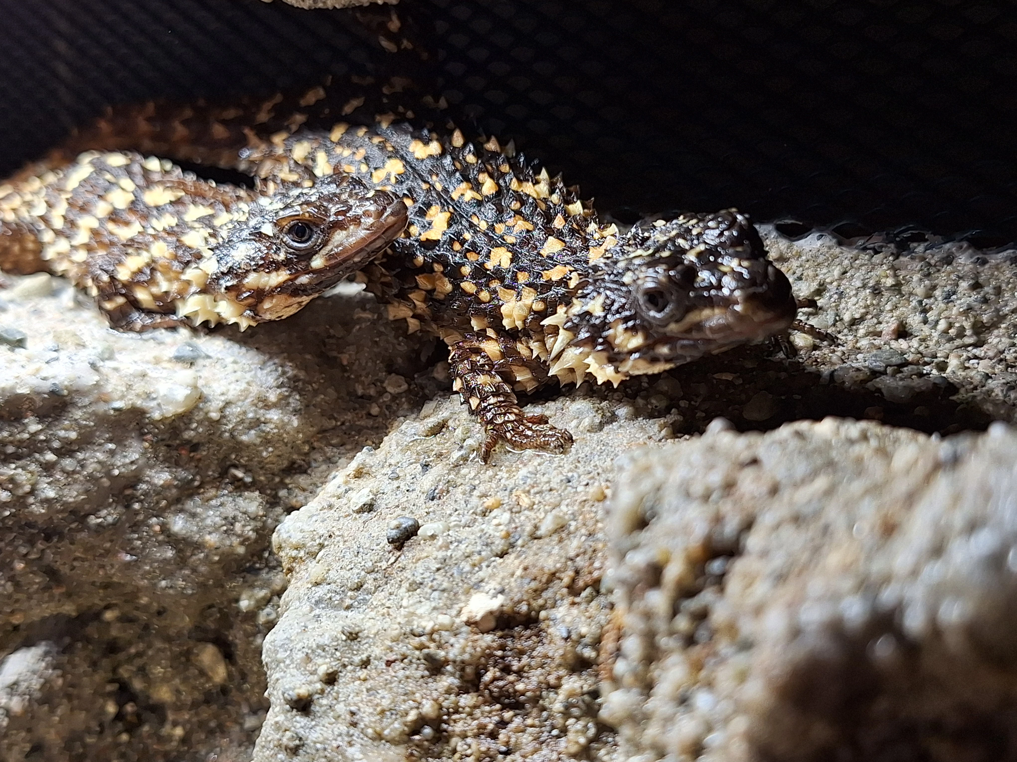 Cordylus, Smaug, Ouroborus, Pseudocordylus