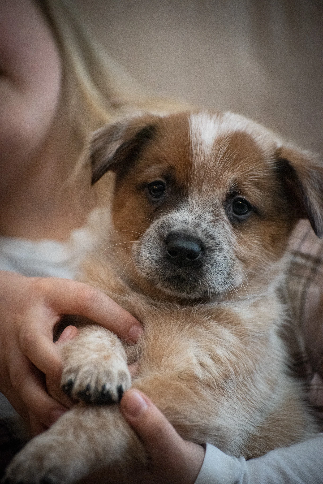 Australský honácký pes