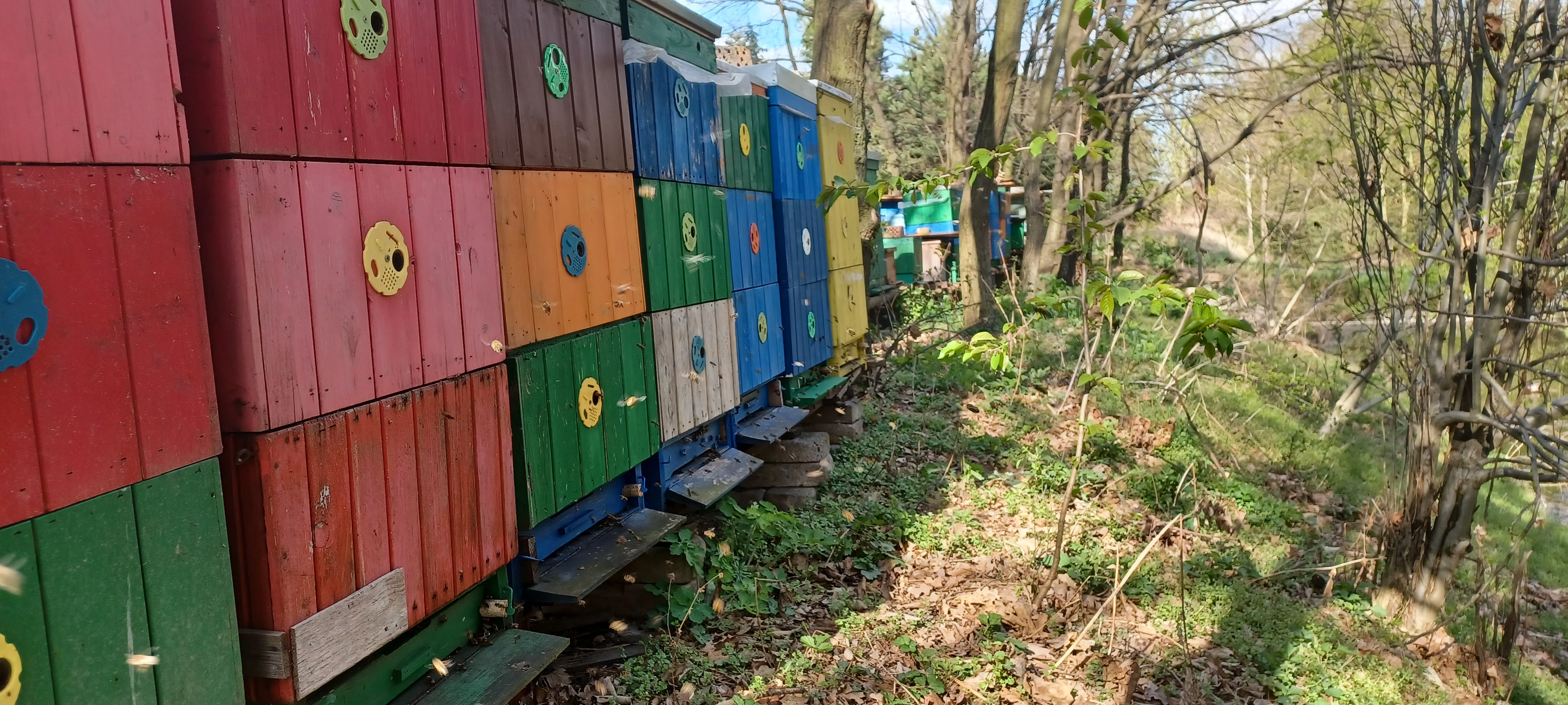 Prodám včelí oddělky s loňskou matkou (2025), rámková míra 39x24 cm (6 rámků)