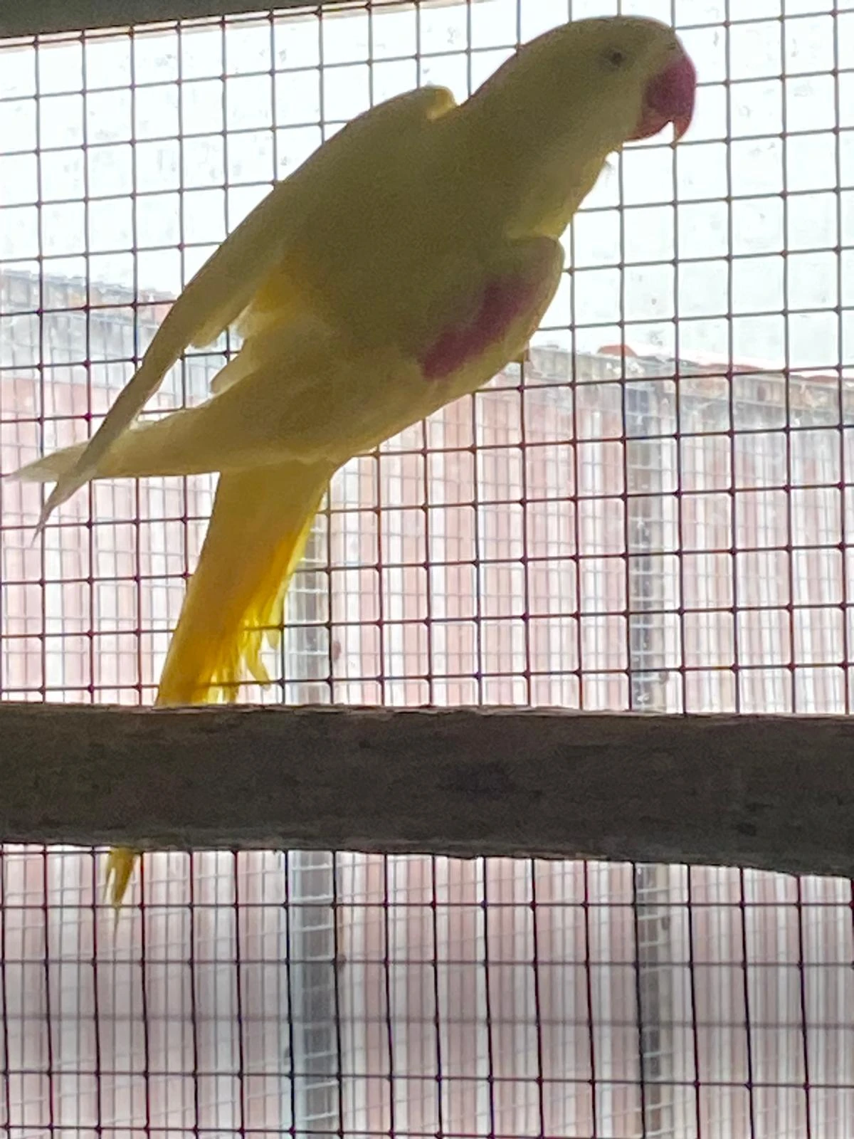 Nabízím k prodeji Alexandr velký lutino