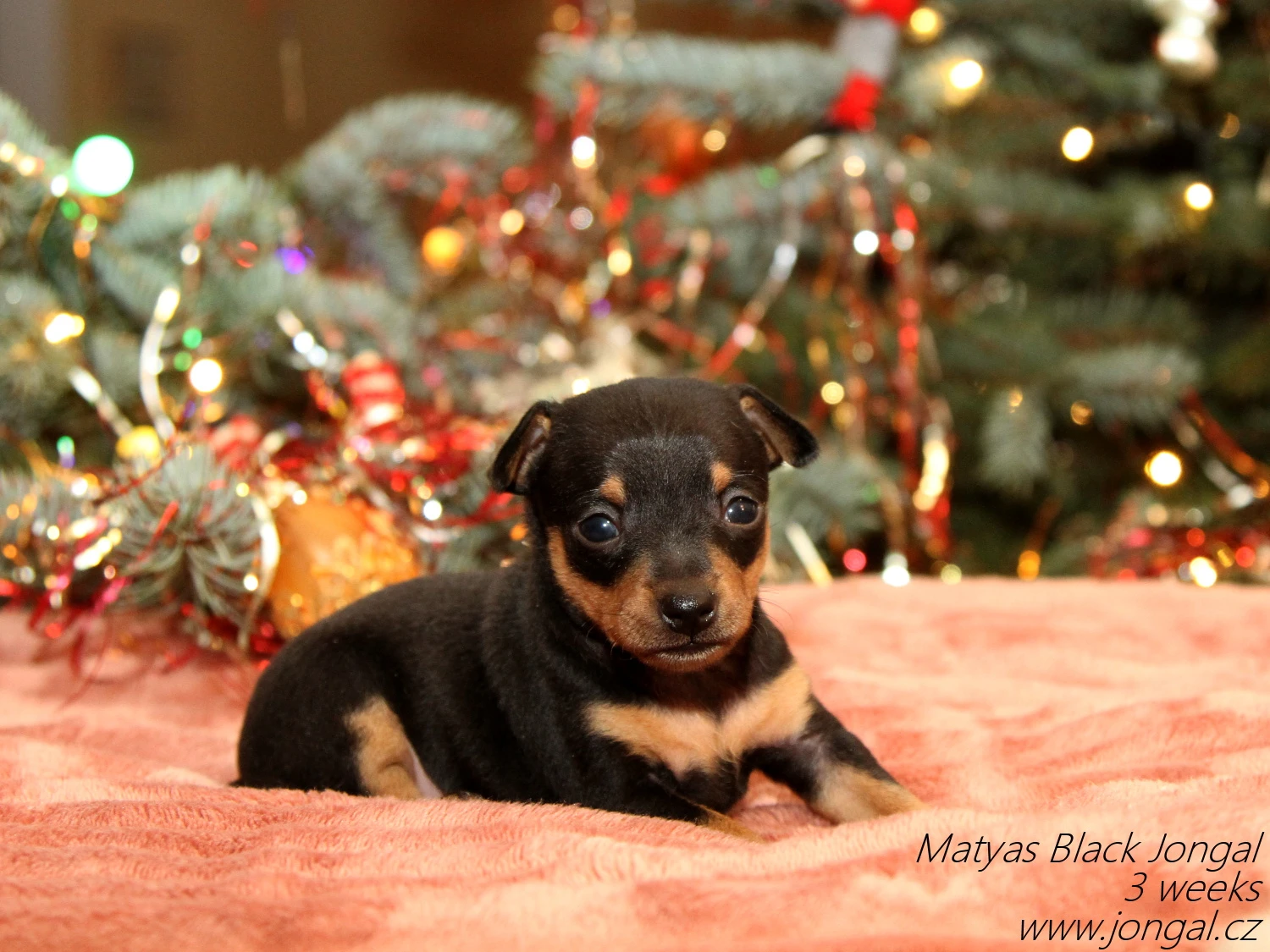 Pražský krysařík s PP FCI