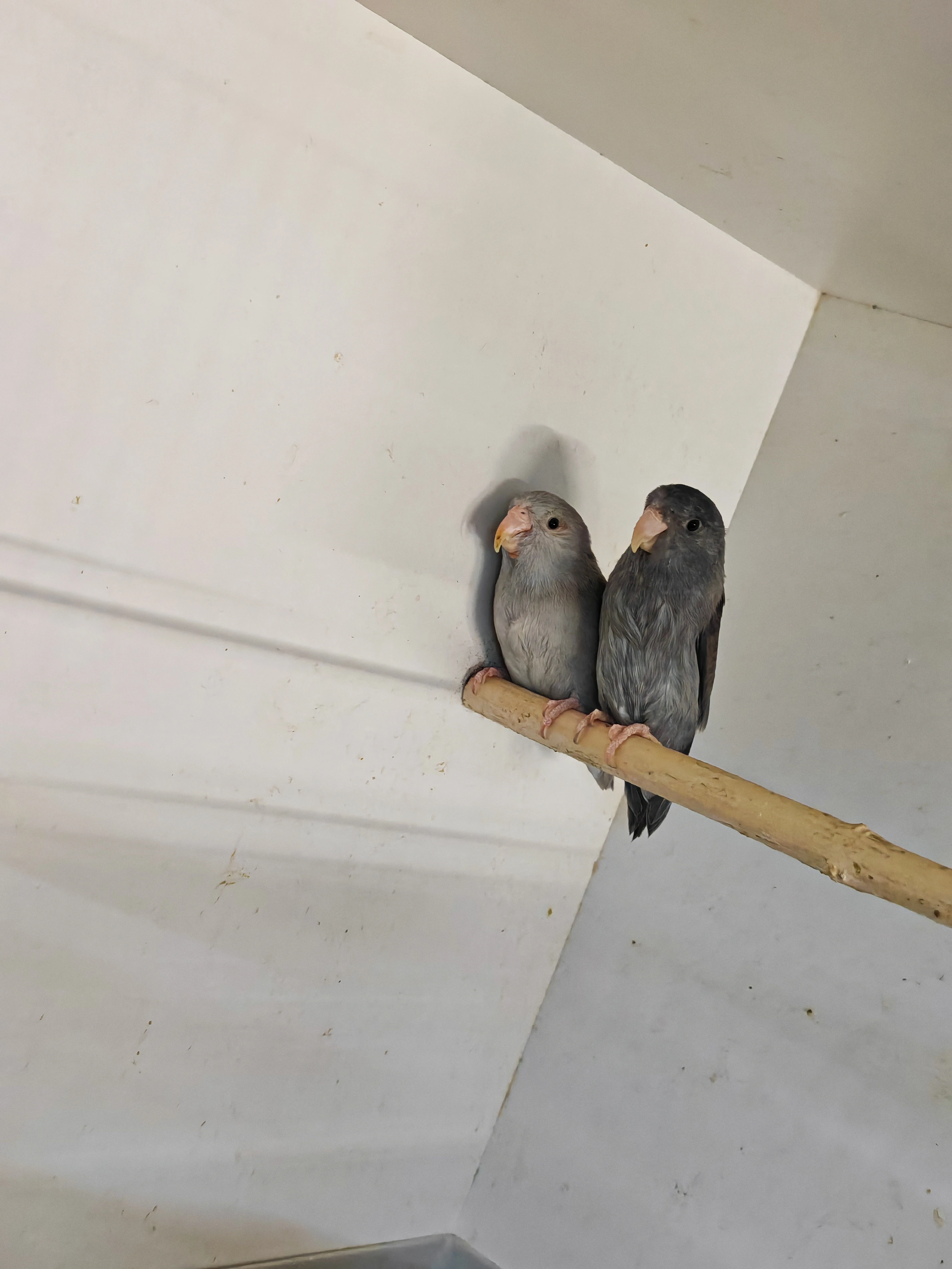 Papoušíček šedokřídlý pár