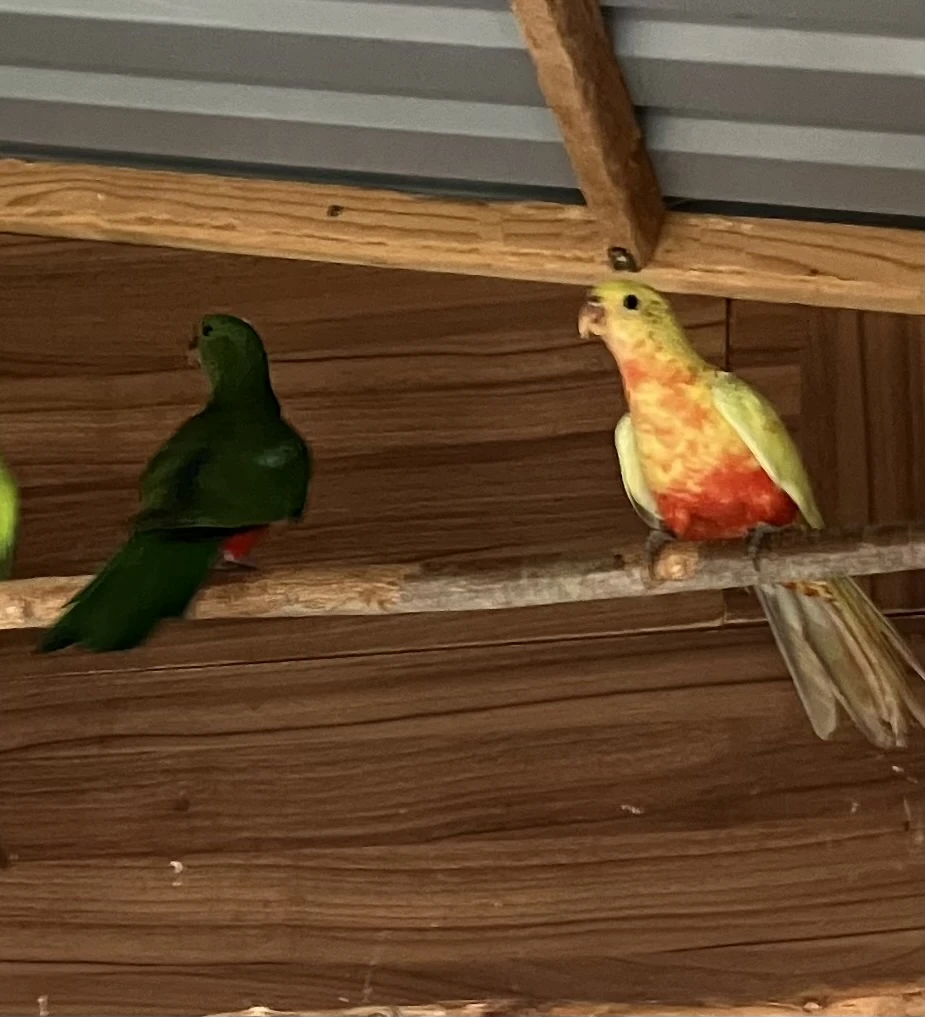 Papoušek královský žlutý /DNA/