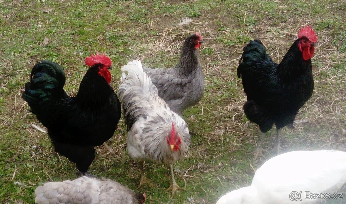 Násadová vejce Žerzejský obr - Jersey gigant