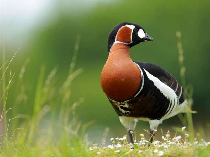 Koupím okrasné vodní ptáky