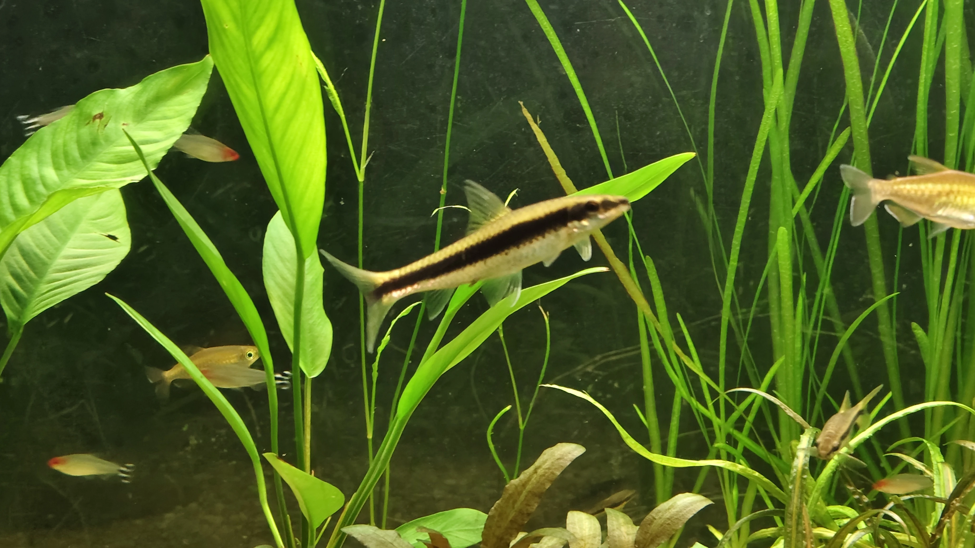 Nabízím 3ks Parmičky černopruhé