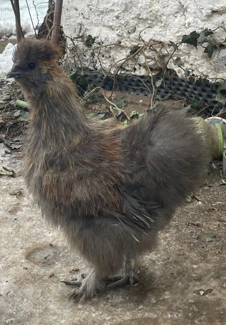 Hedvabnička kohouti