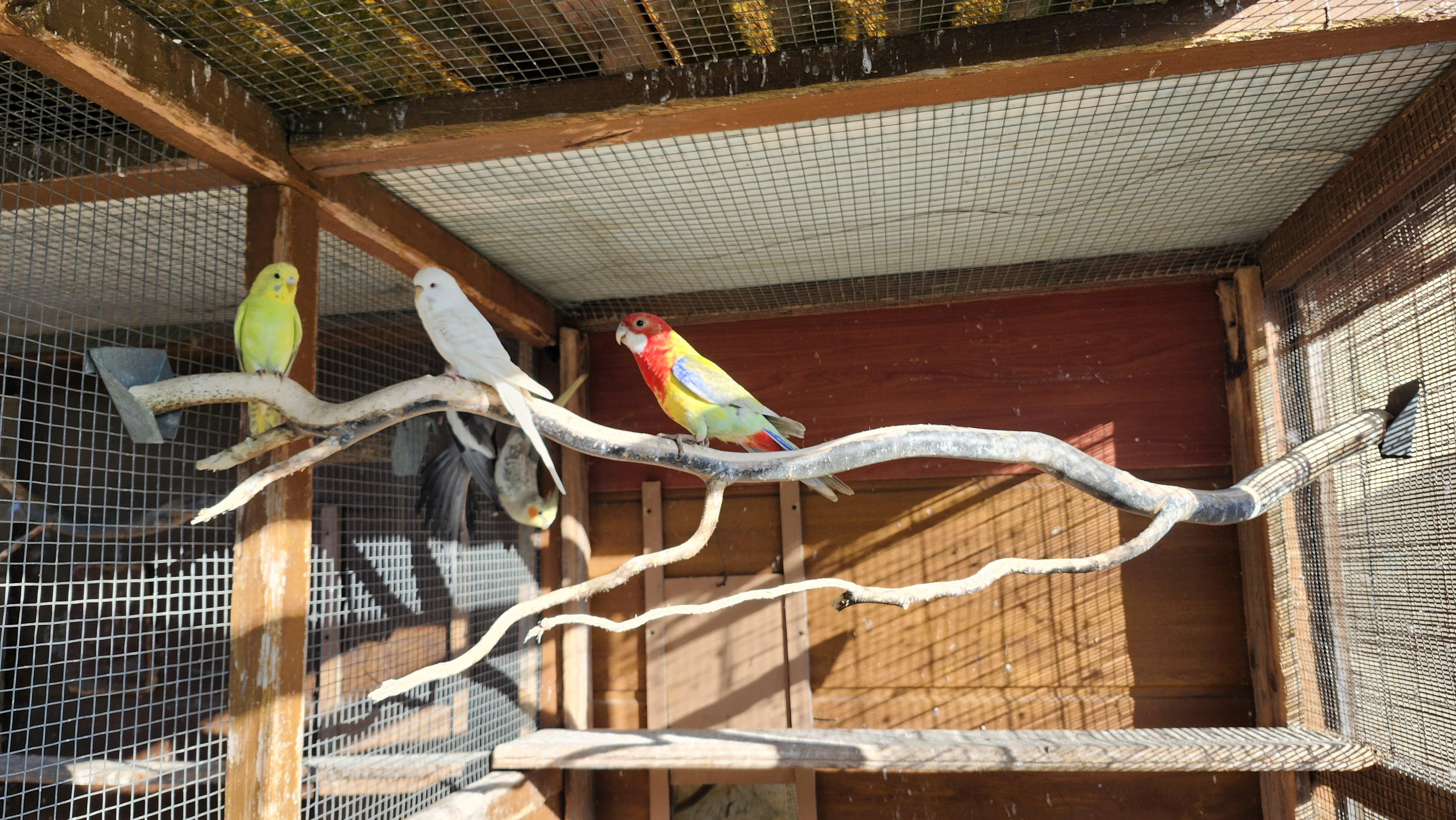 Rosela pestrá pastel