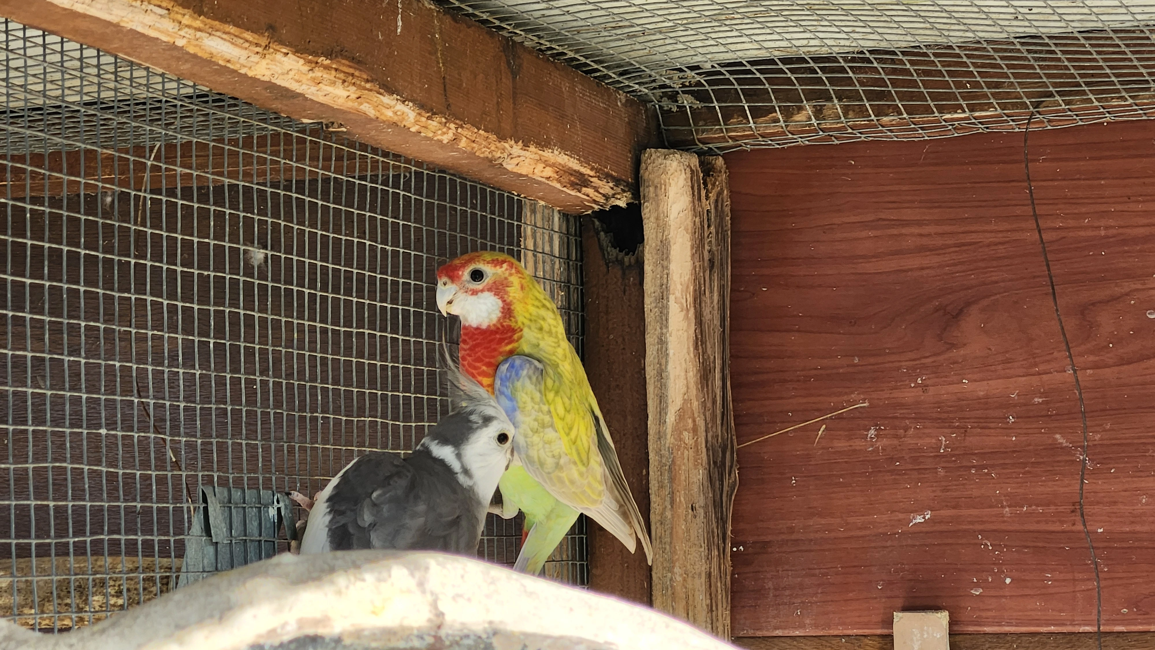 Rosela pestrá pastel