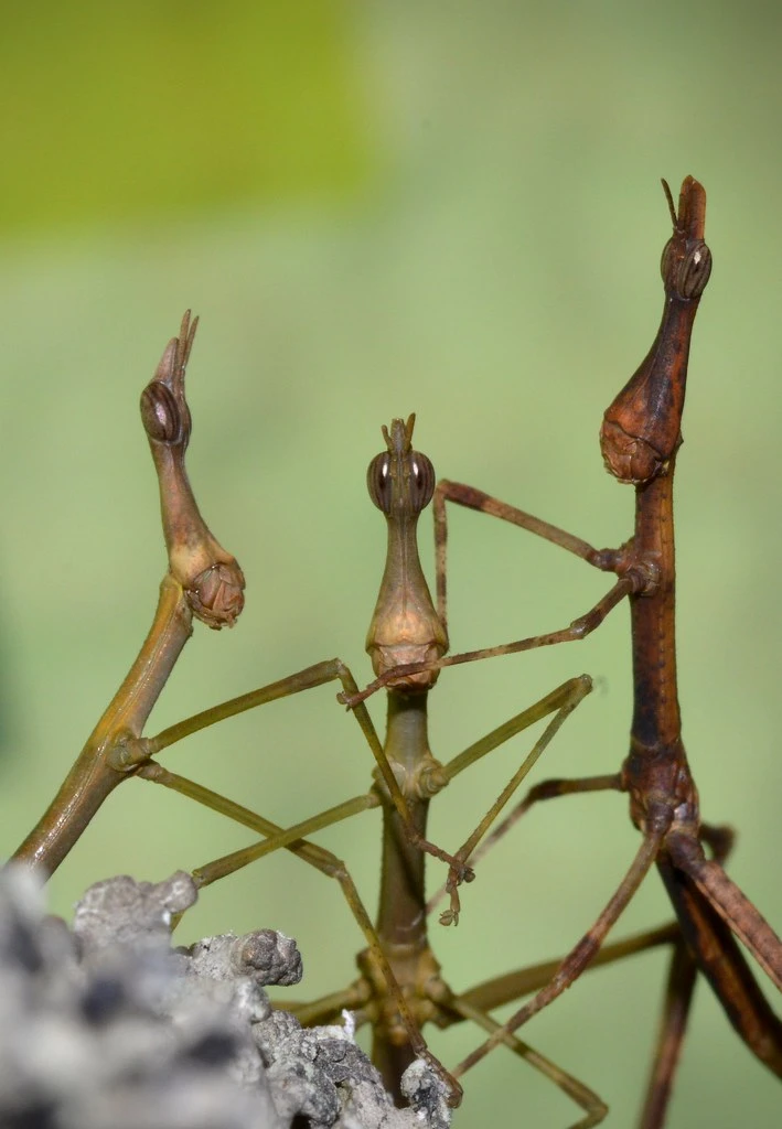 Pseudoproscopia latirostris